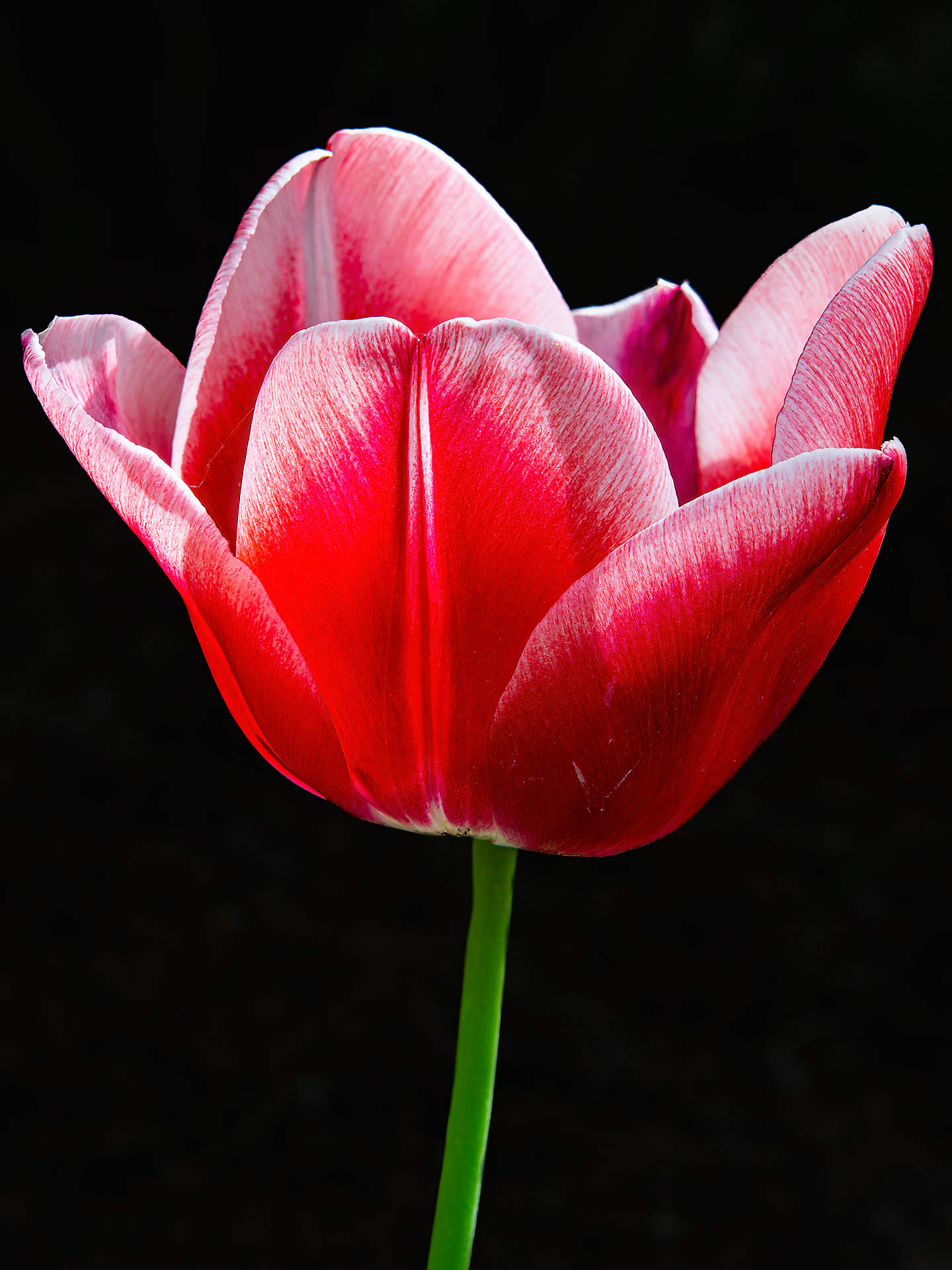 Tulipe