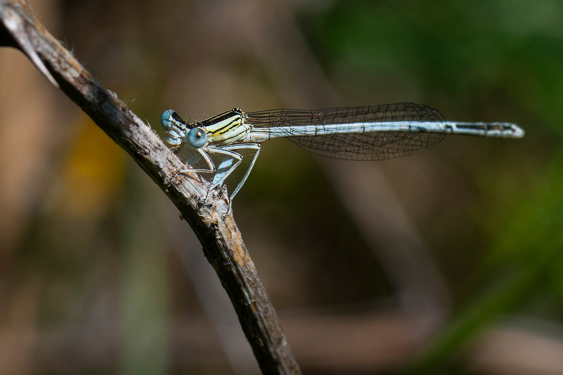 Platycnemis