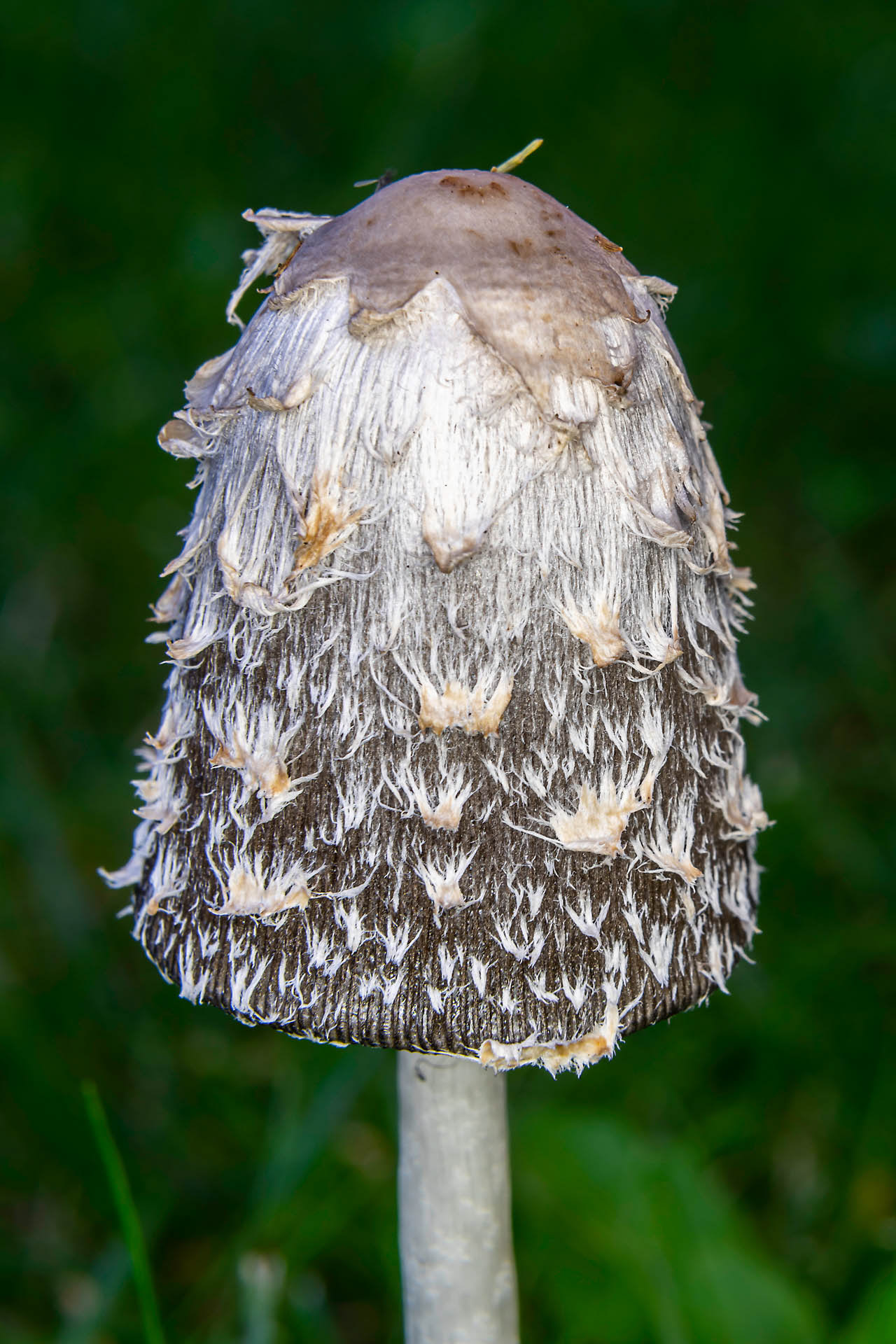 Agaricaceae