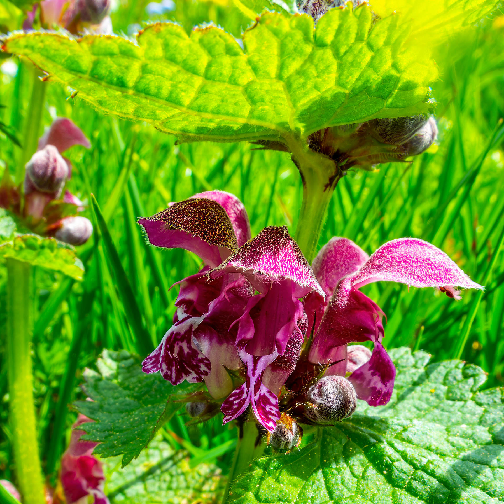 Lamier pourpre