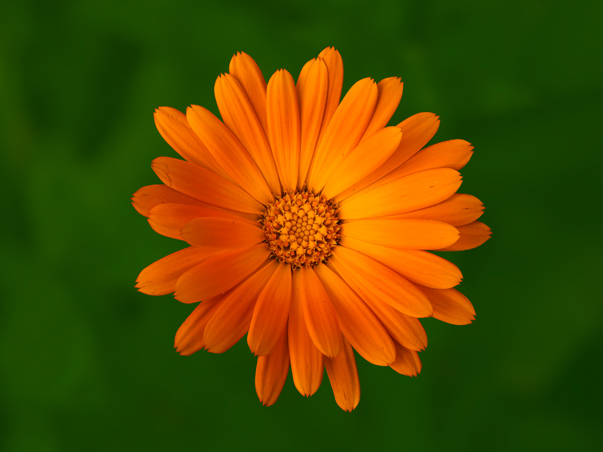 Calendula