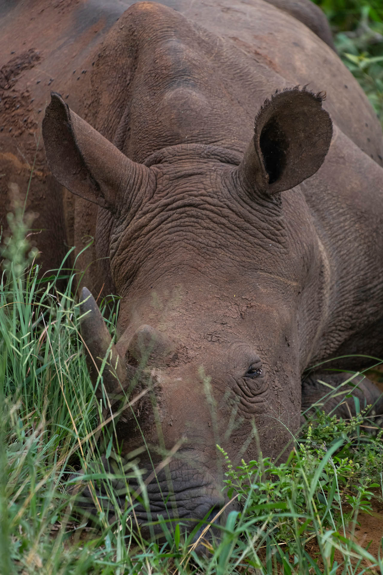 Rhinocéros blanc