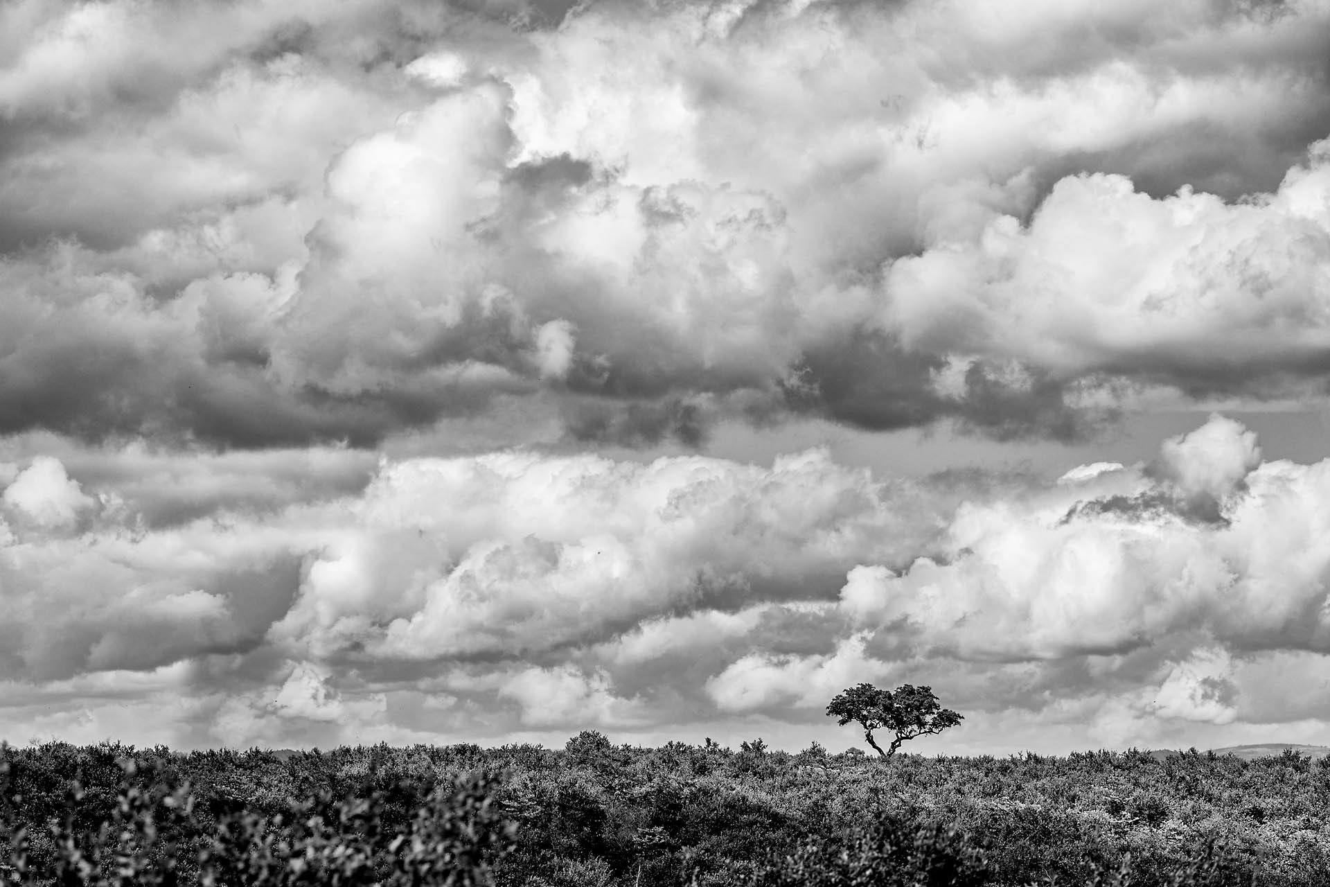 Parc Kruger (Afrique du Sud)
