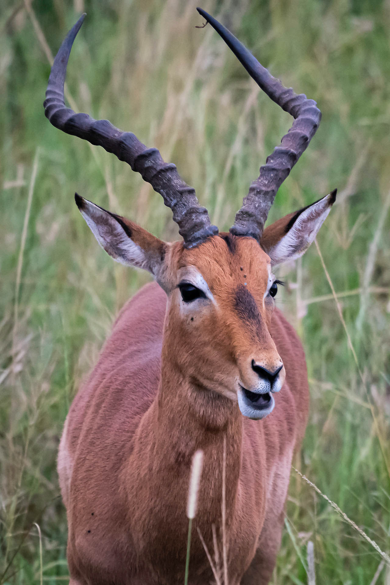 Impala