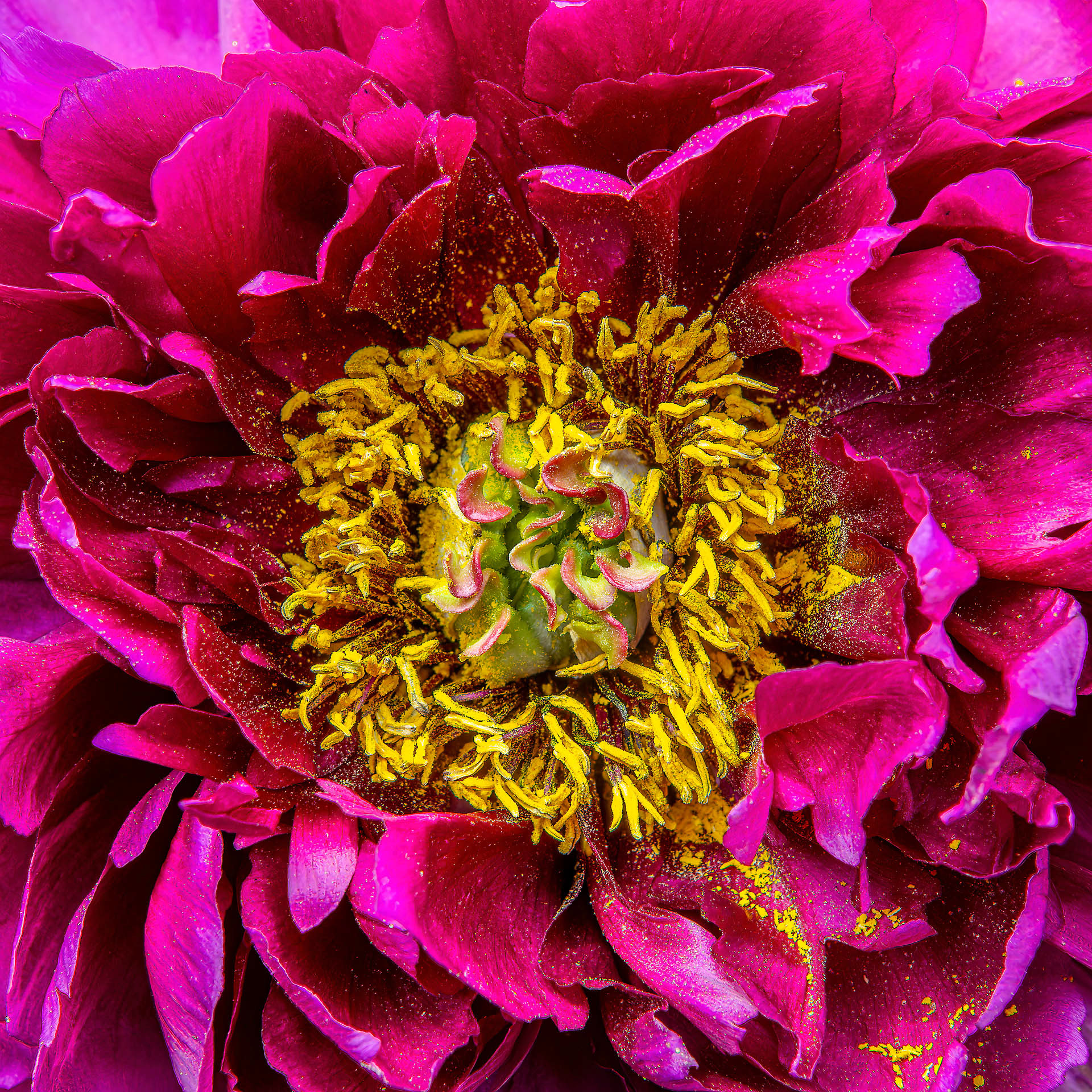 Pivoine