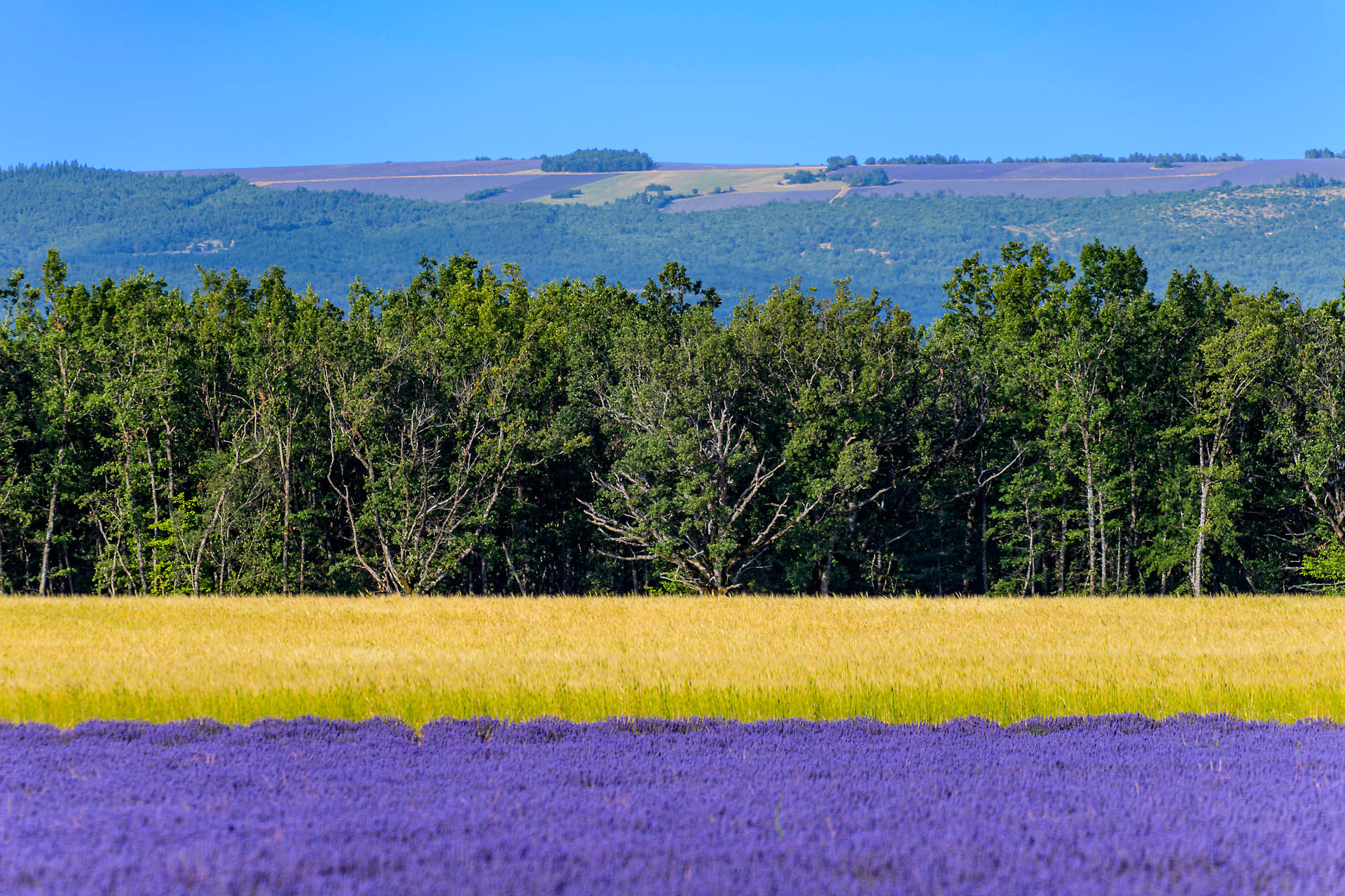 Entre Ferrassières et Revest du Bion