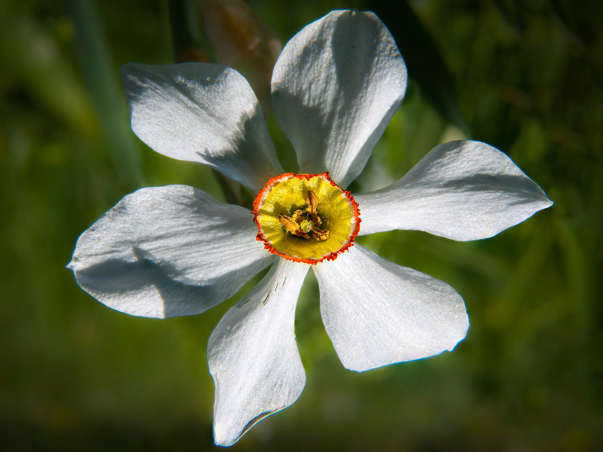 Narcisse