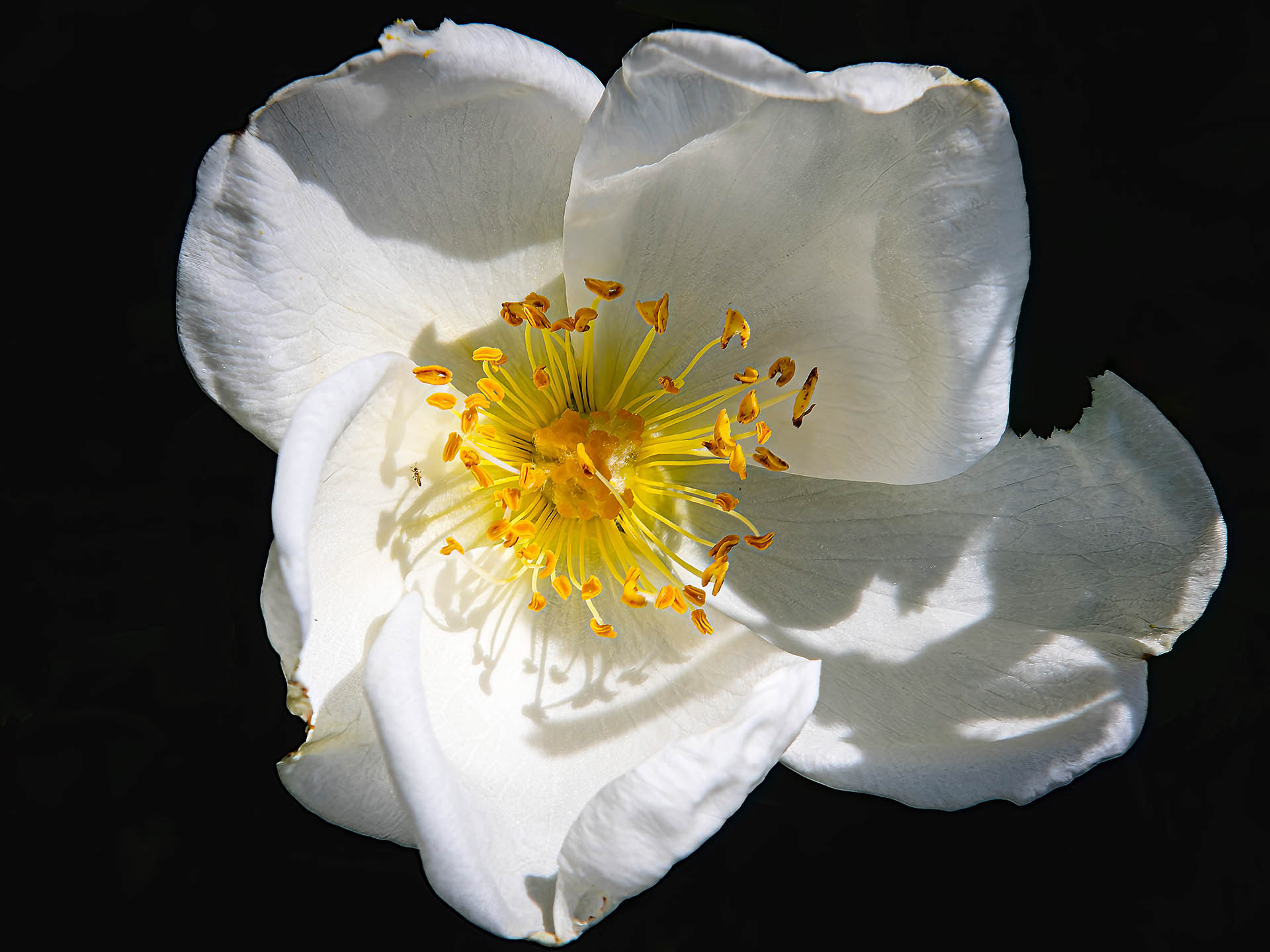 Rose Pimpinellifolia