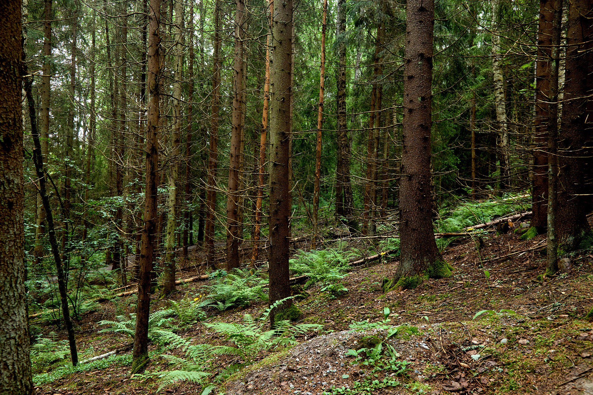 Sarvikallio, Tuusula