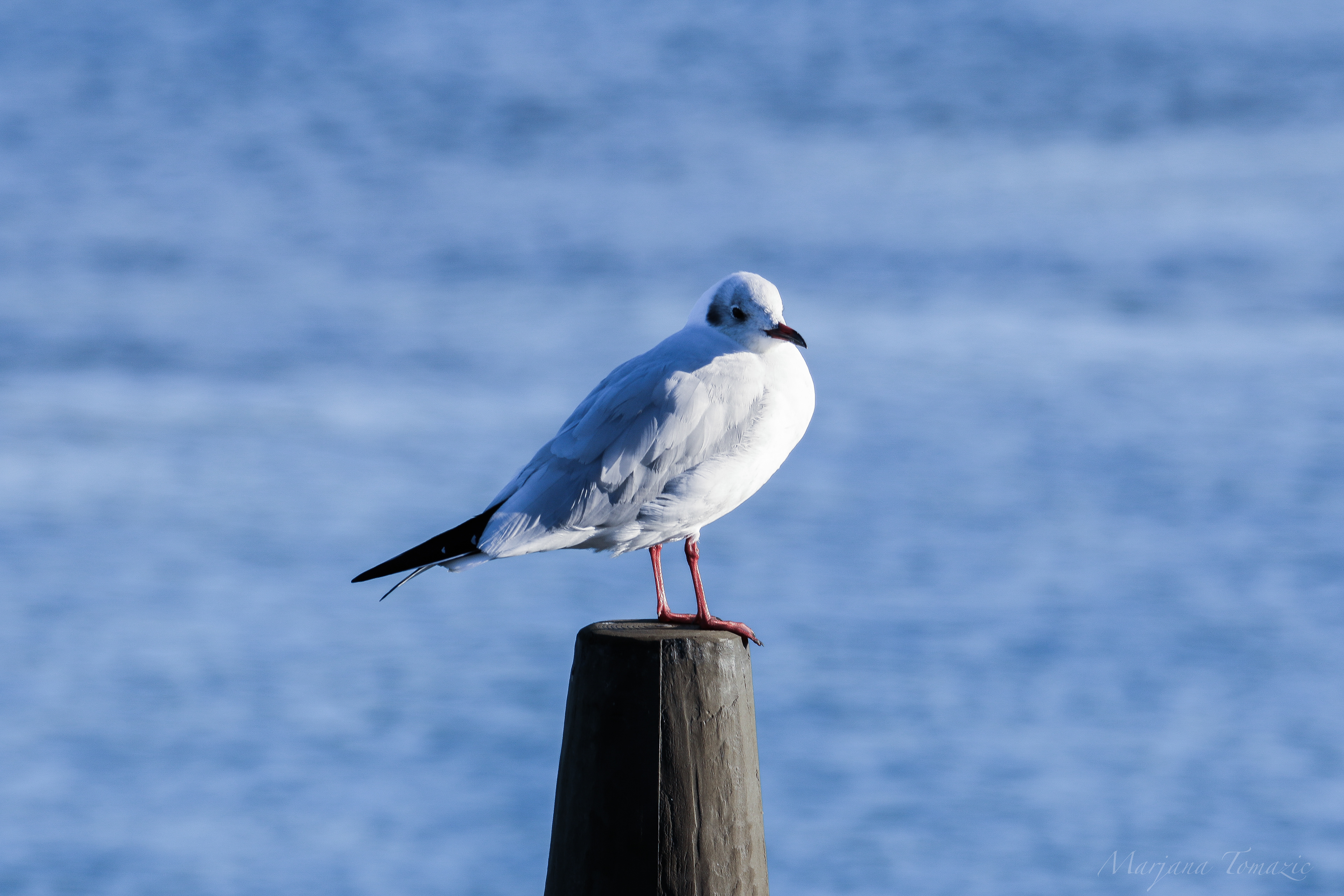 Black-headed gull (Larus ridibundus)