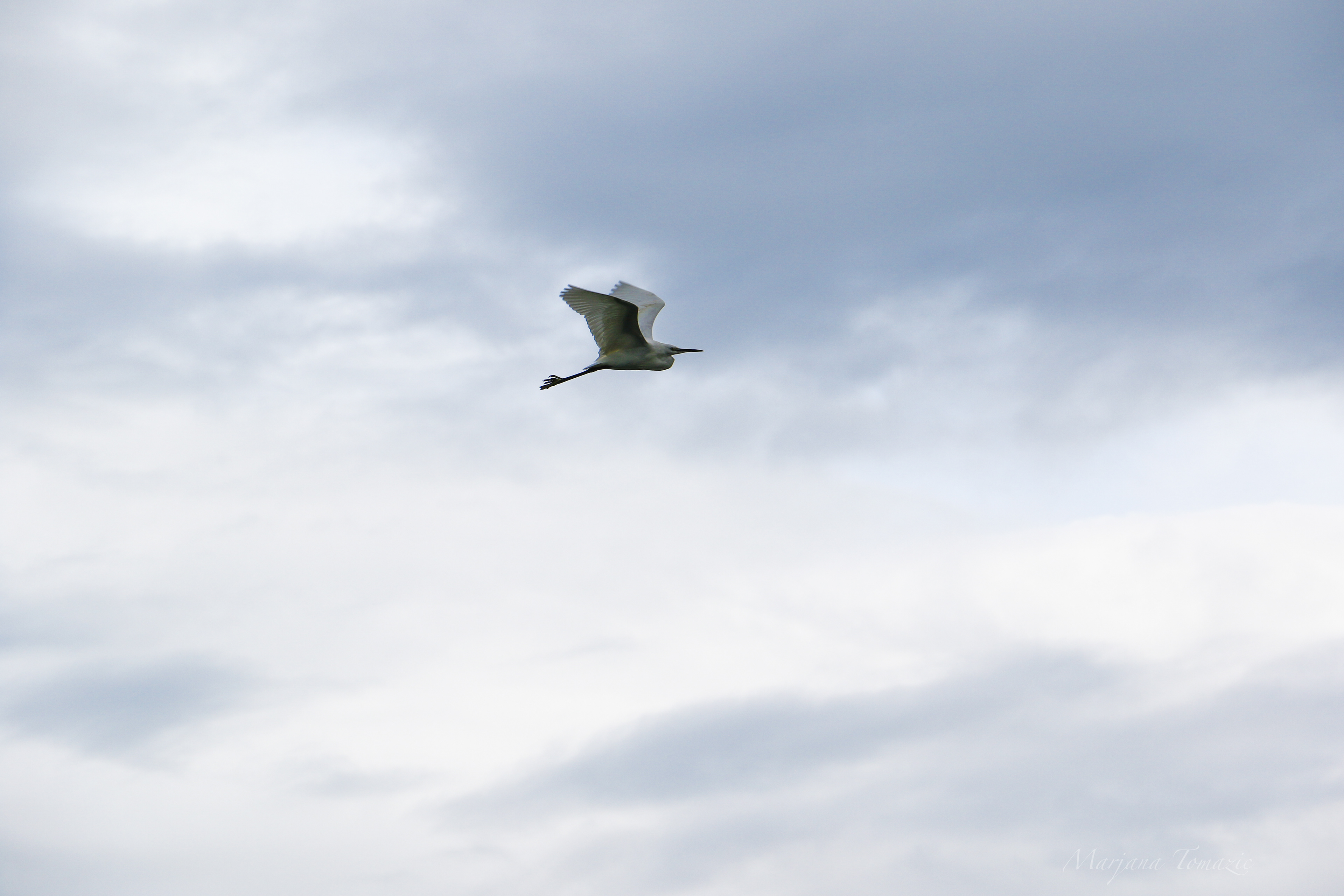 Little egret (Egretta garzetta)