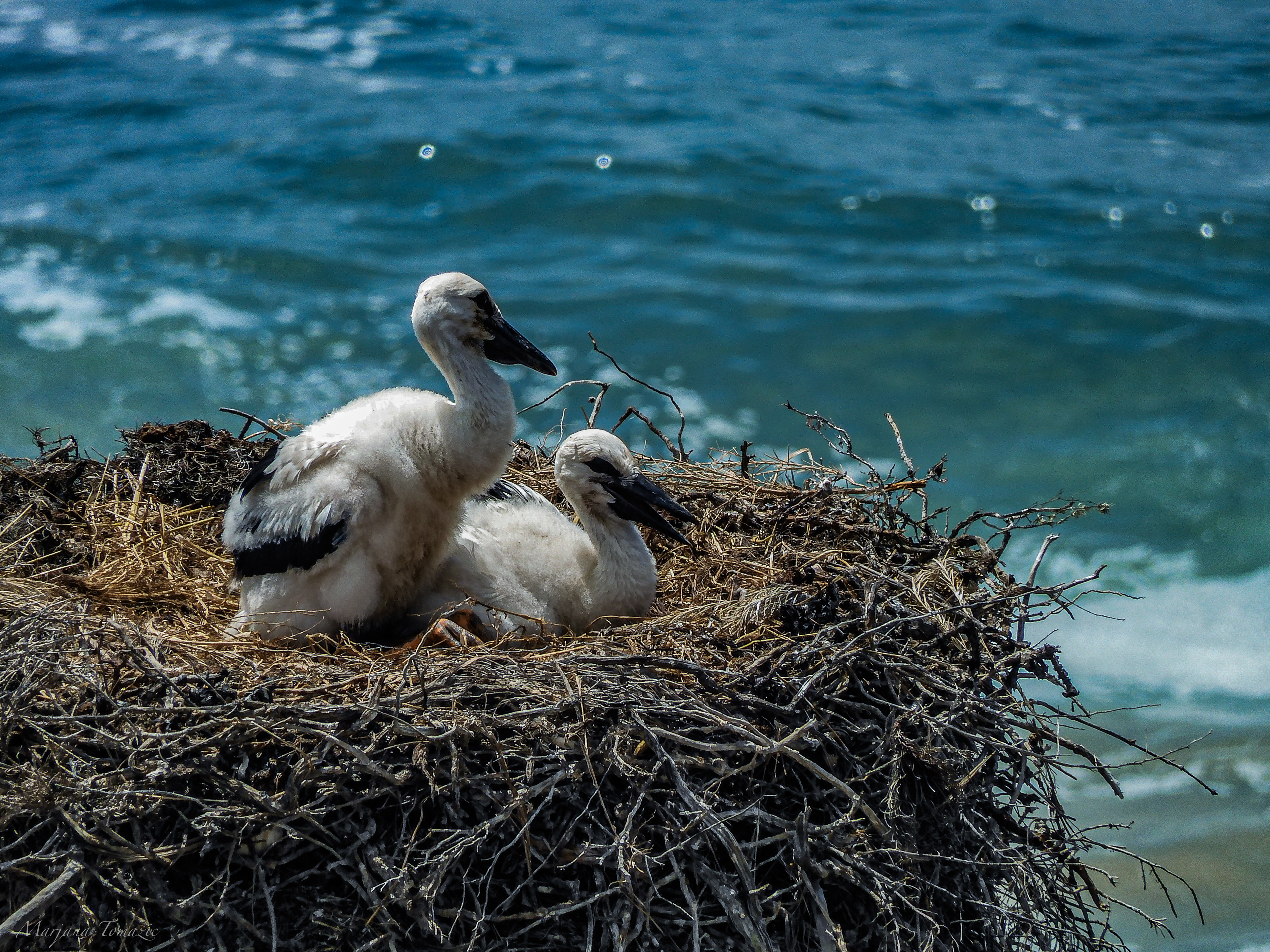 White storks (Ciconia ciconia)
