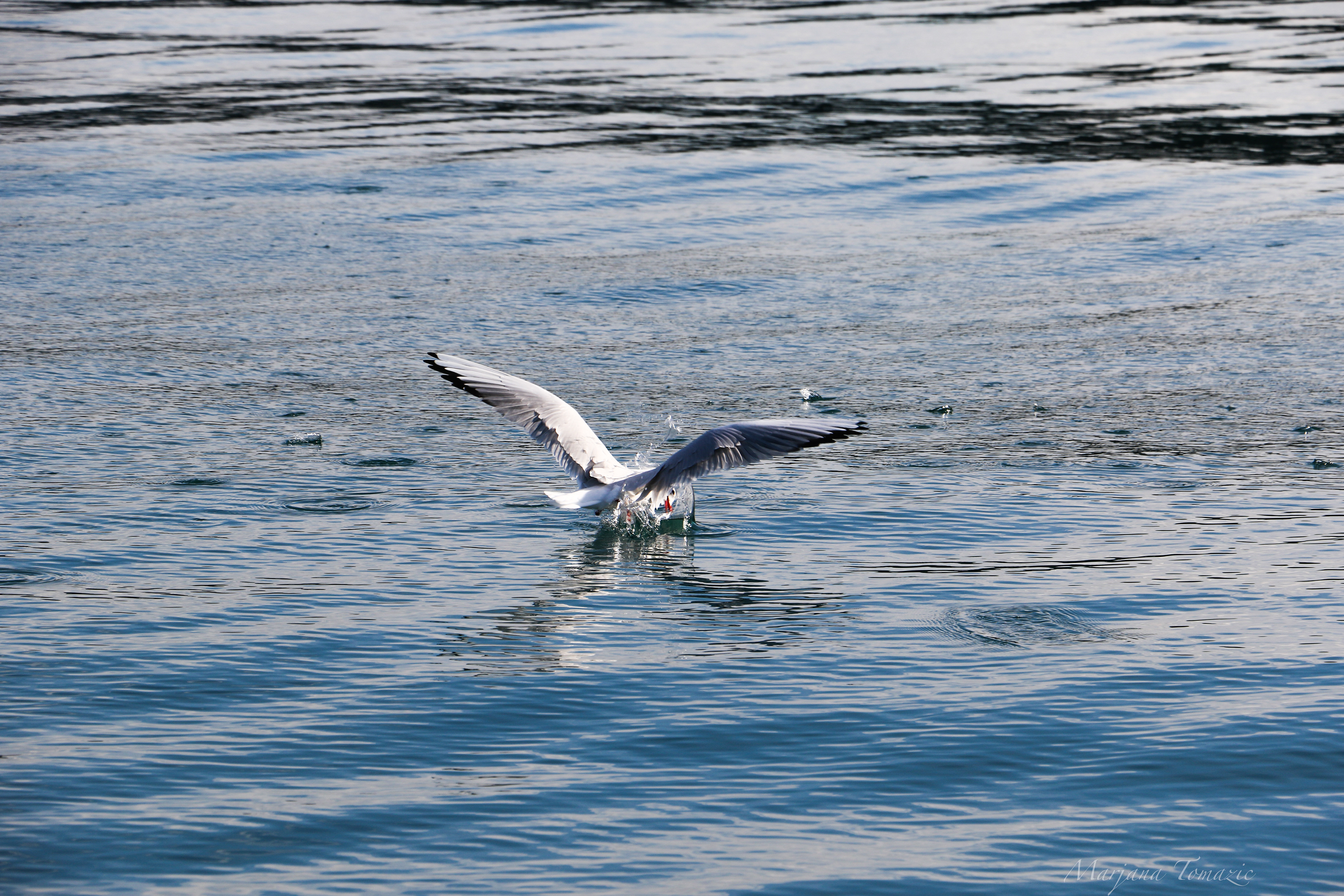 Black-headed gull (Larus ridibundus)