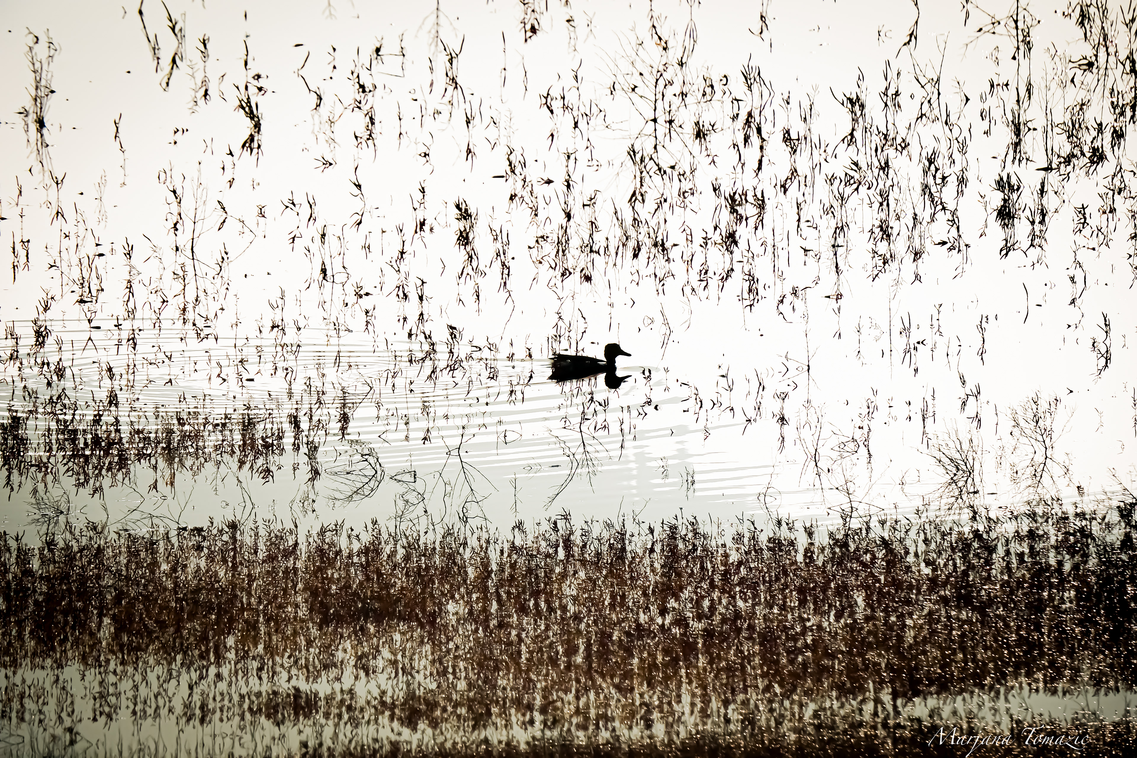 Mallard (Anas platyrhynchos)