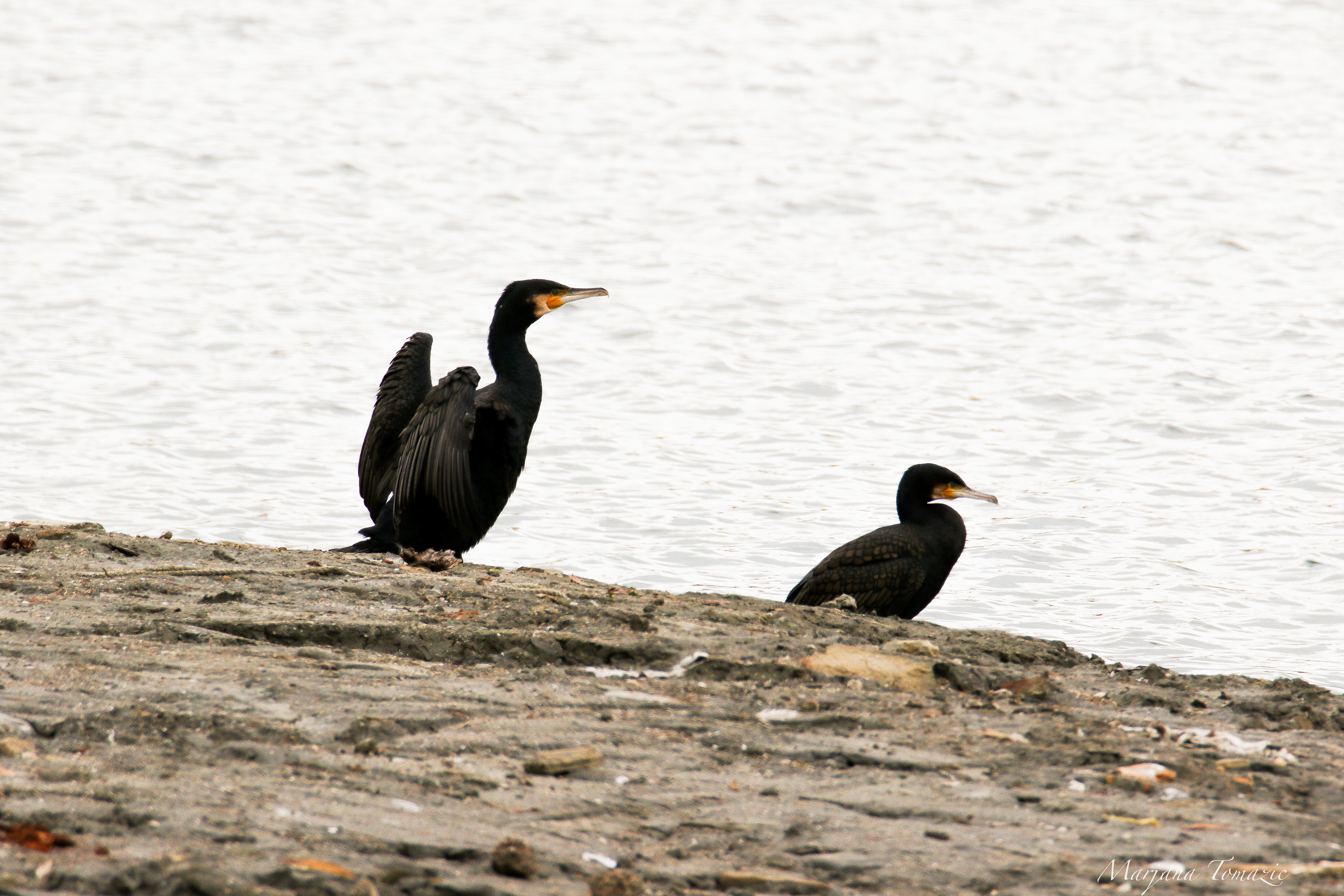 Great cormorant (Phalacrocorax carbo)