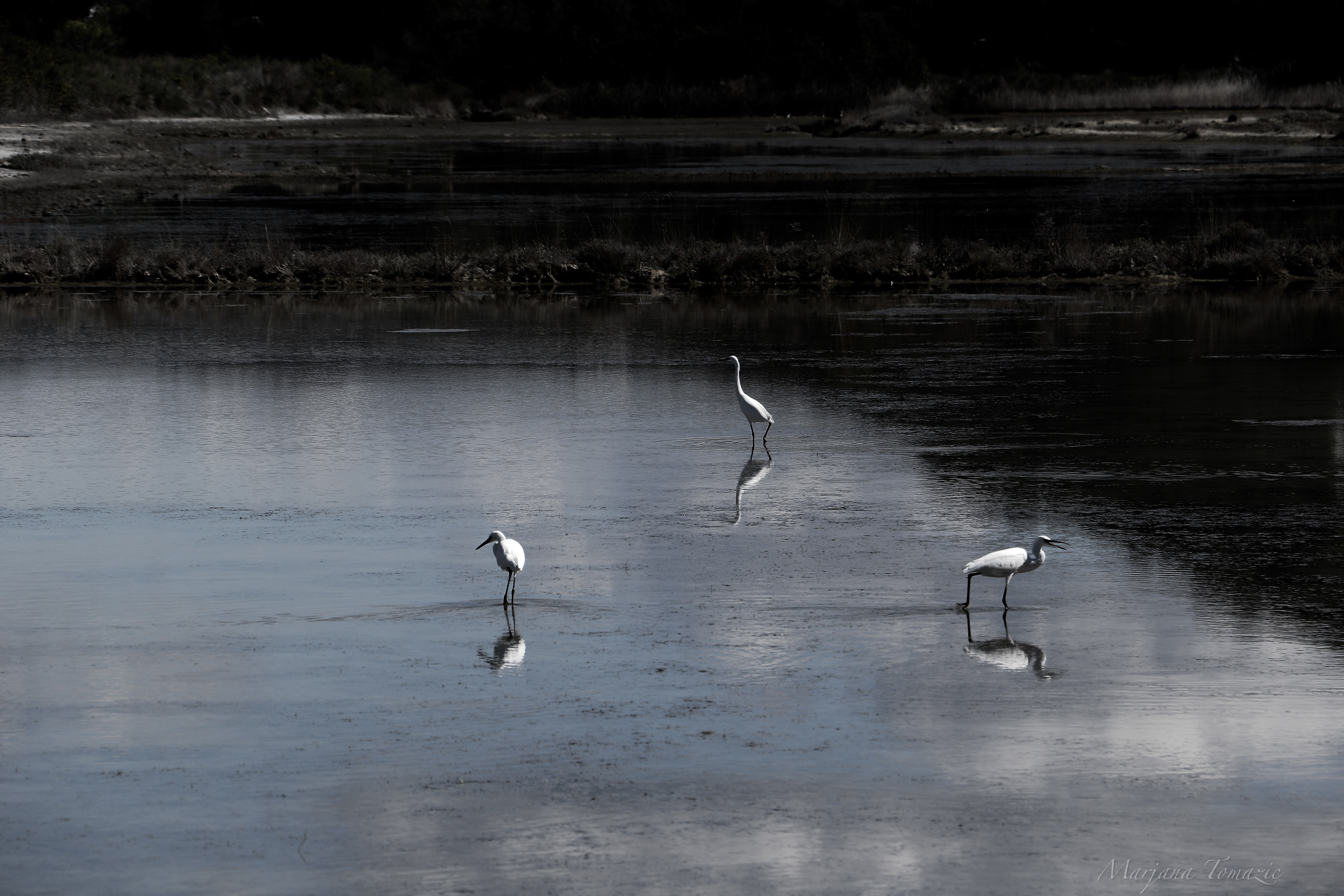 Little egrets (Egretta garzetta) 