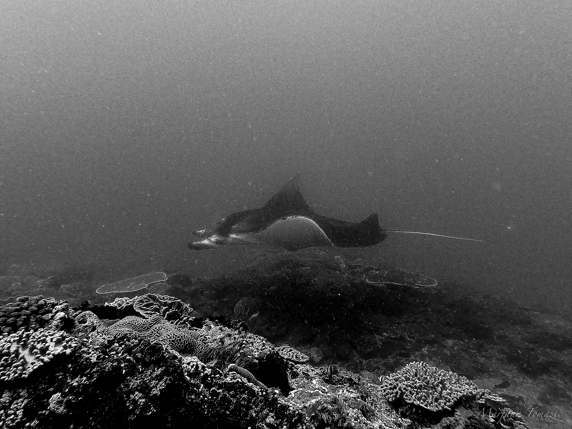 Manta ray (Mobula sp.) 