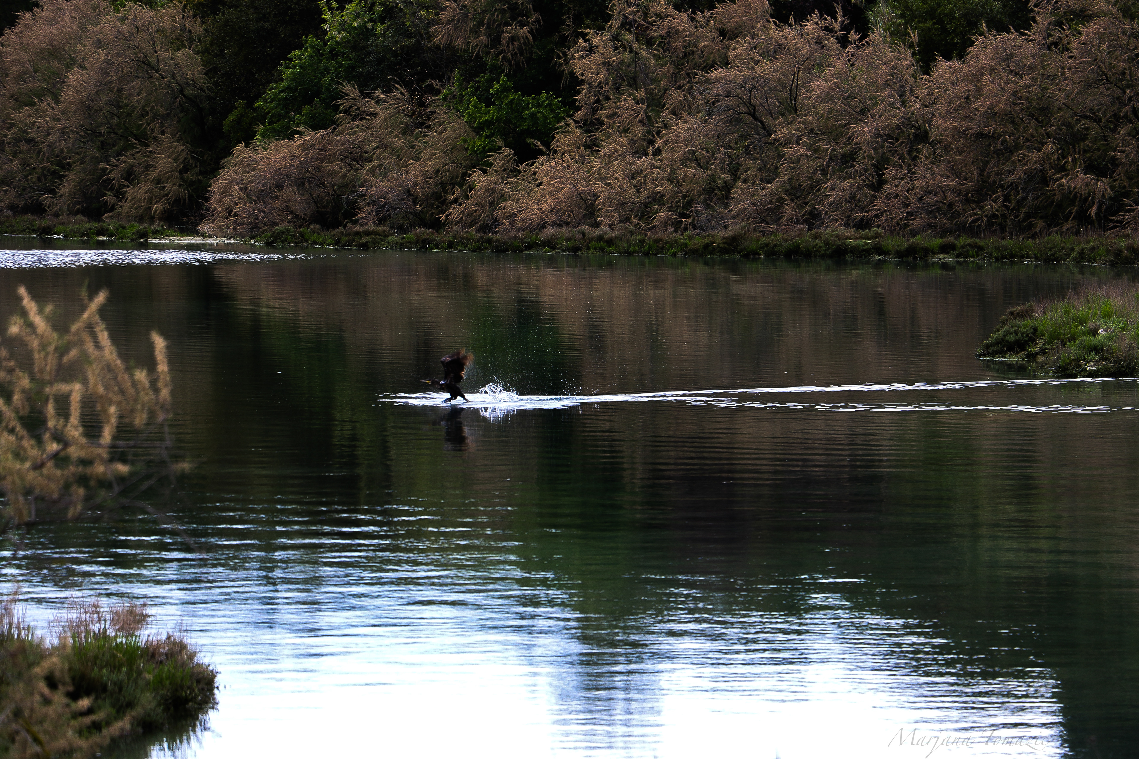 Great cormorant (Phalacrocorax carbo)