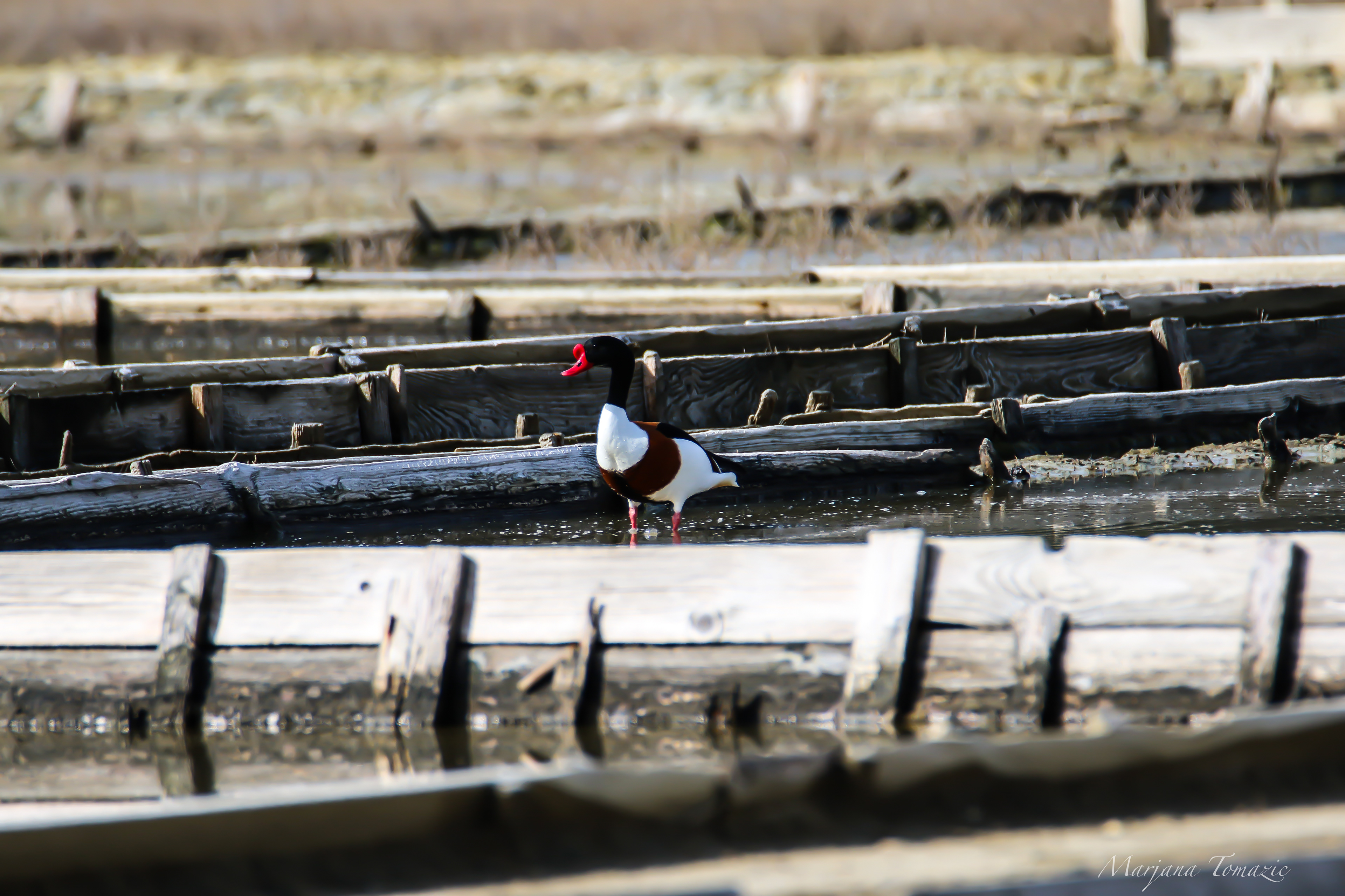 Common shellduck (Tadorna tadorna)