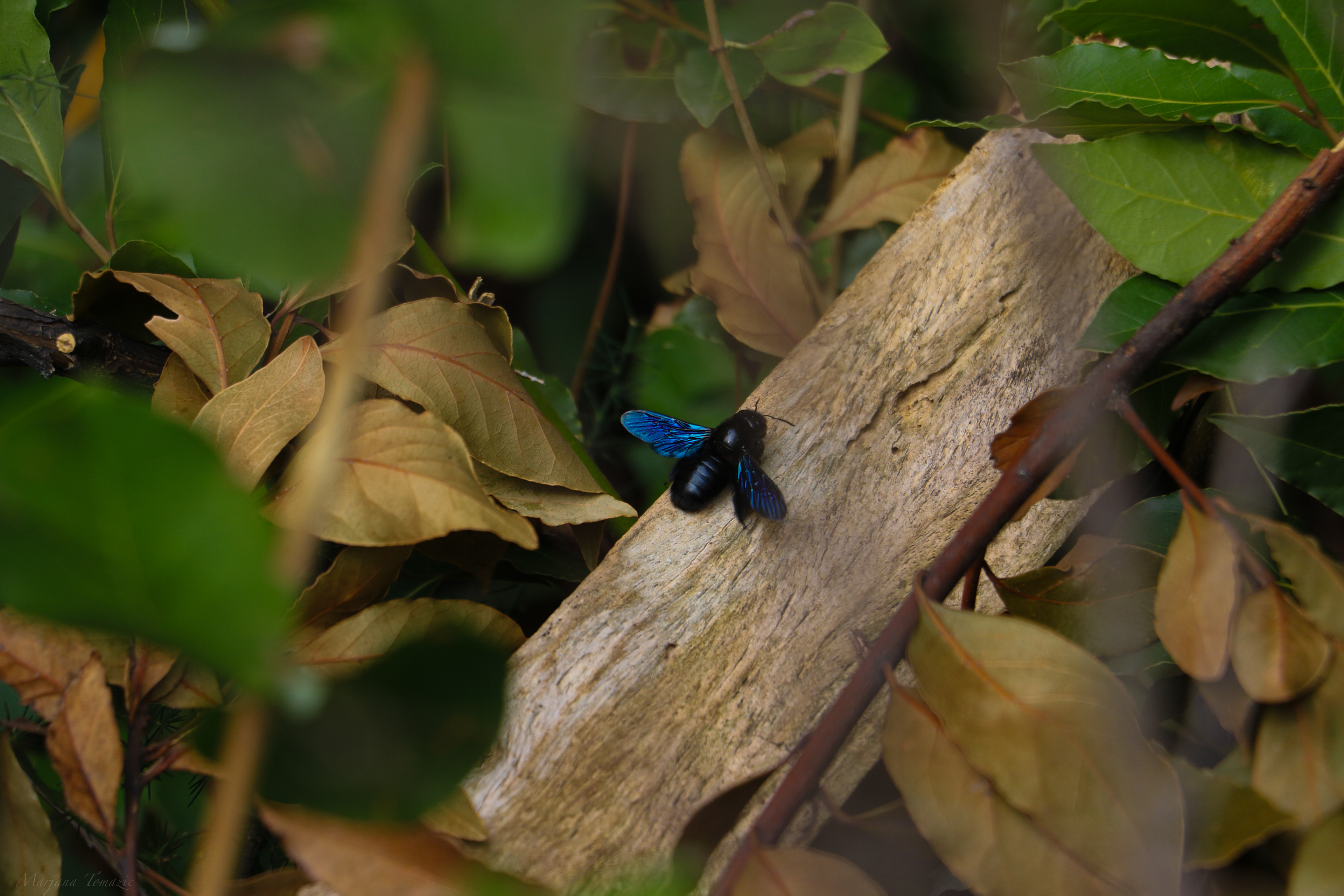 Violet carpenter bee (Xylocopa violacea)