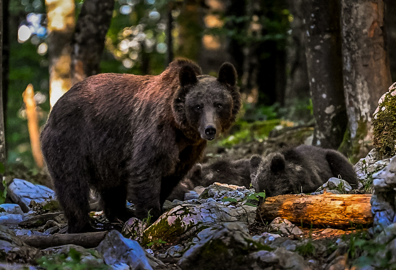 Brown bear (Ursus arctos)