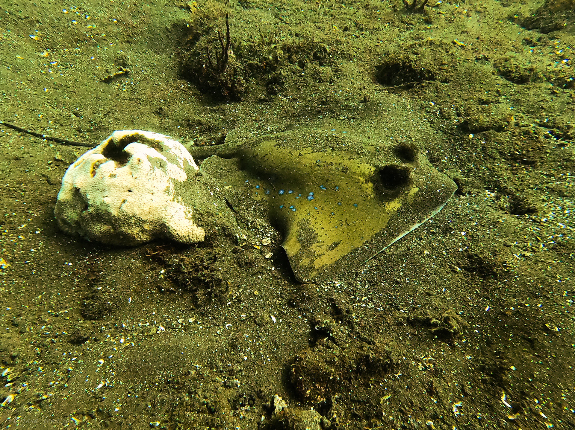 Blue-spotted stingray (Taeniura lymma) 