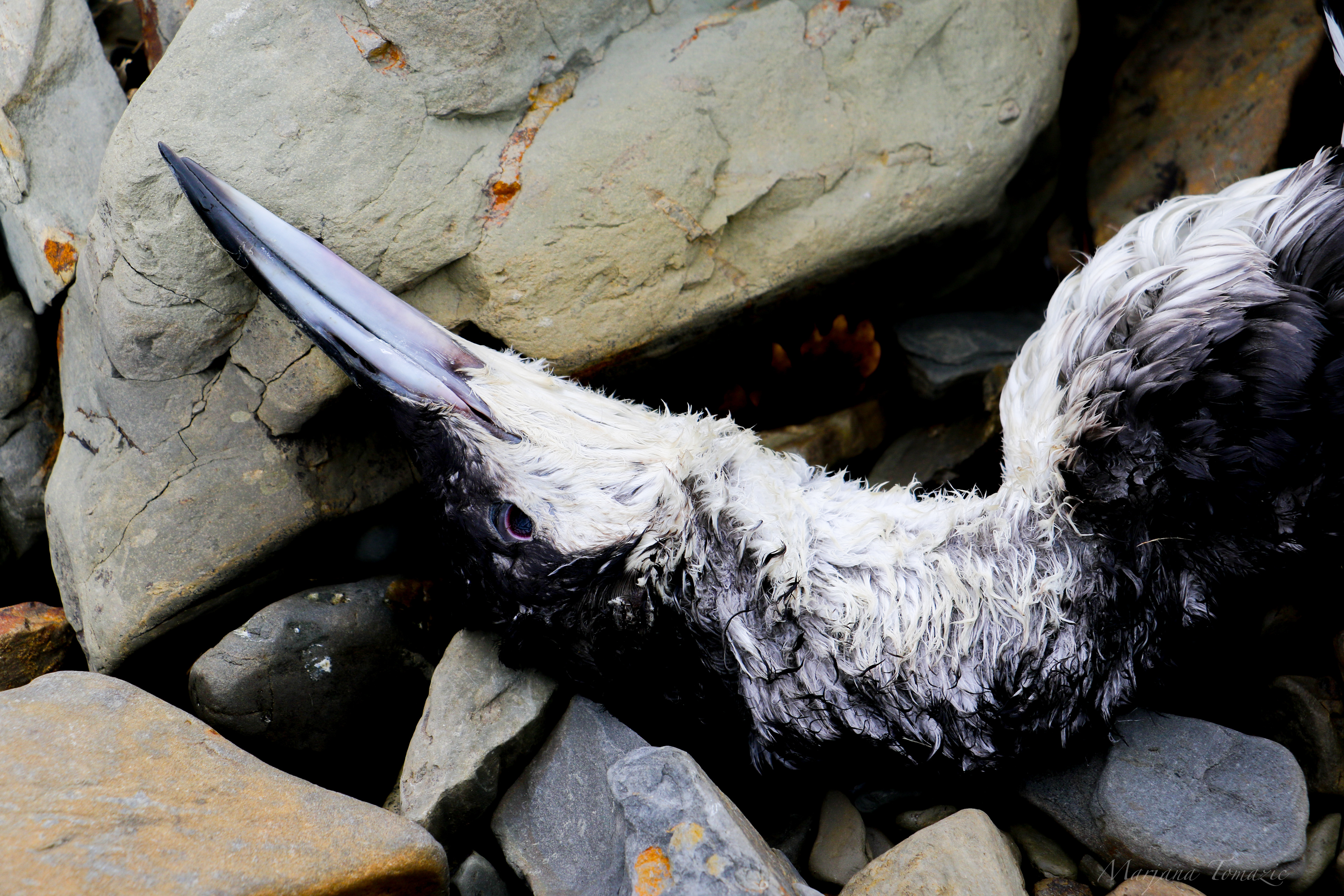 Black-throated loon (Gavia arctica)