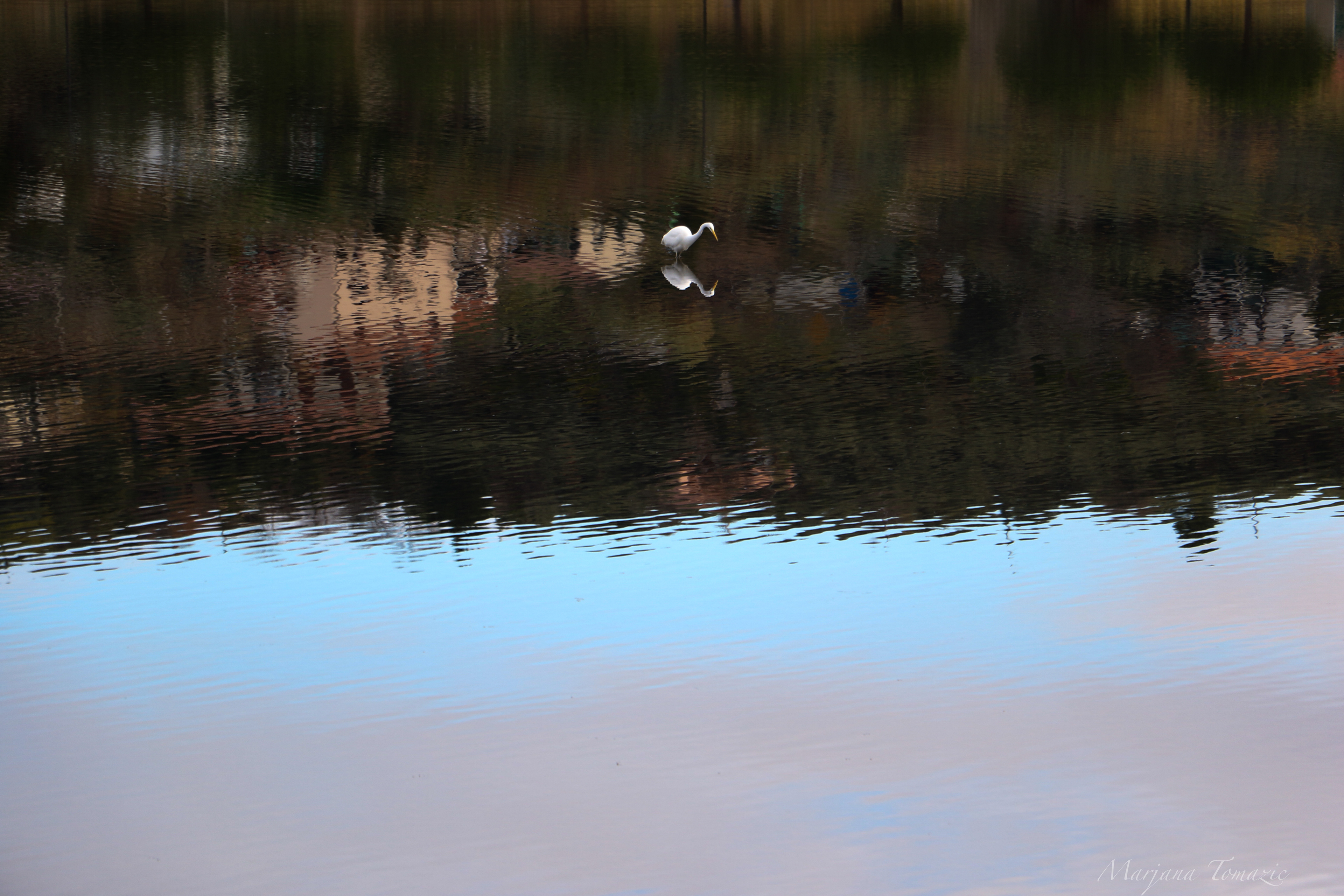 Great egret (Ardea alba)