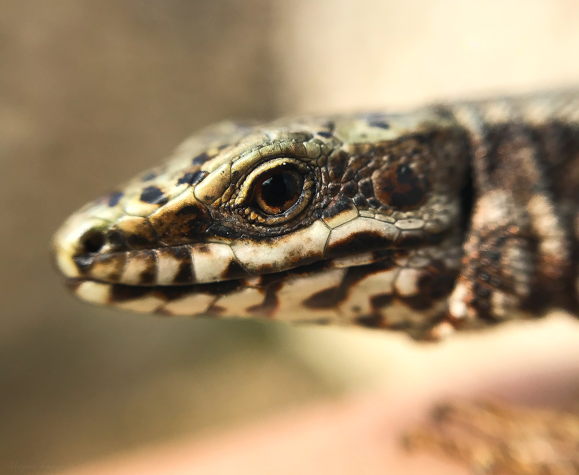Common wall lizard (Podarcis muralis)