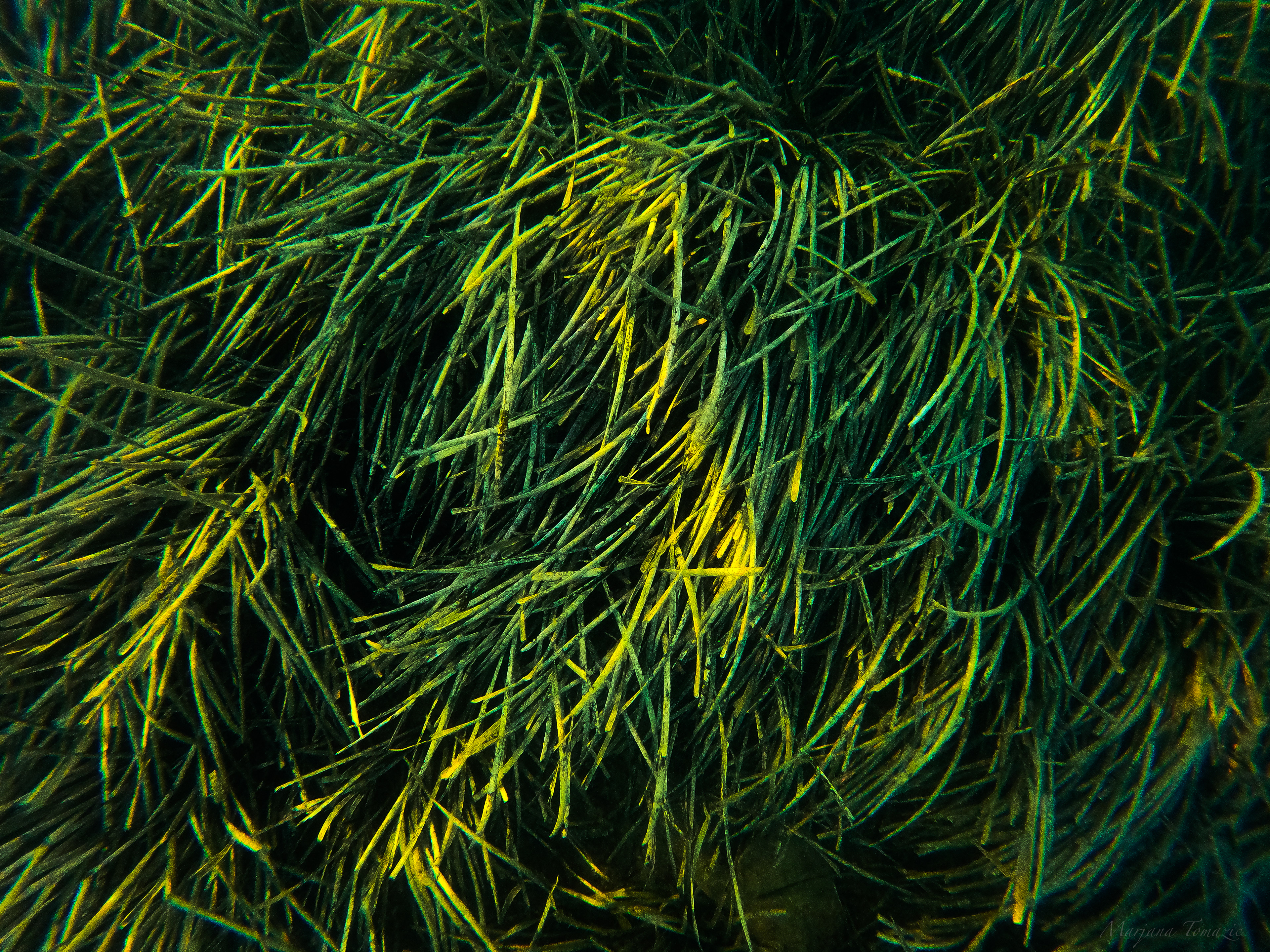 Little neptune grass (Cymodocea nodosa)