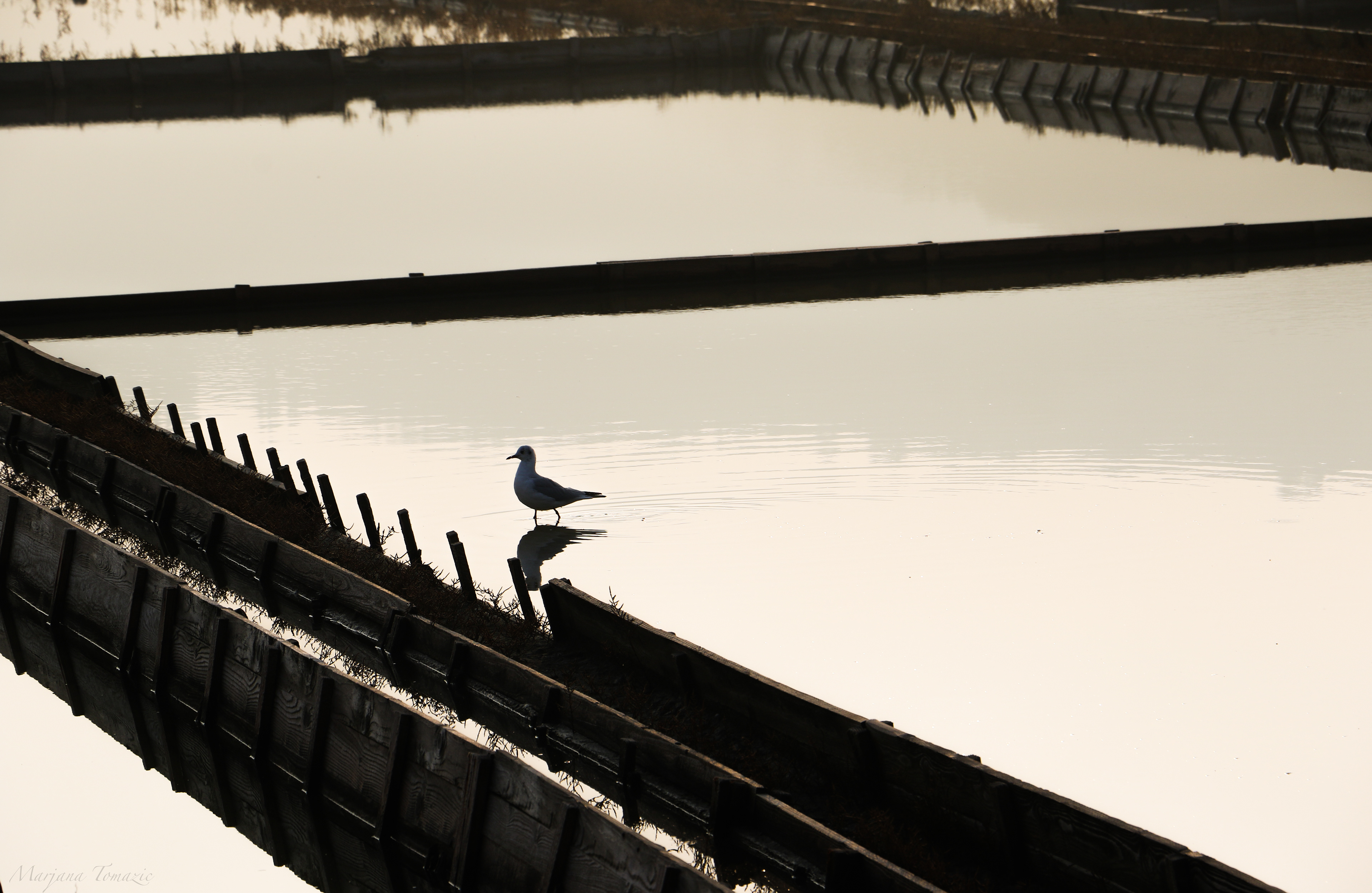Black-headed gull (Larus ridibundus)