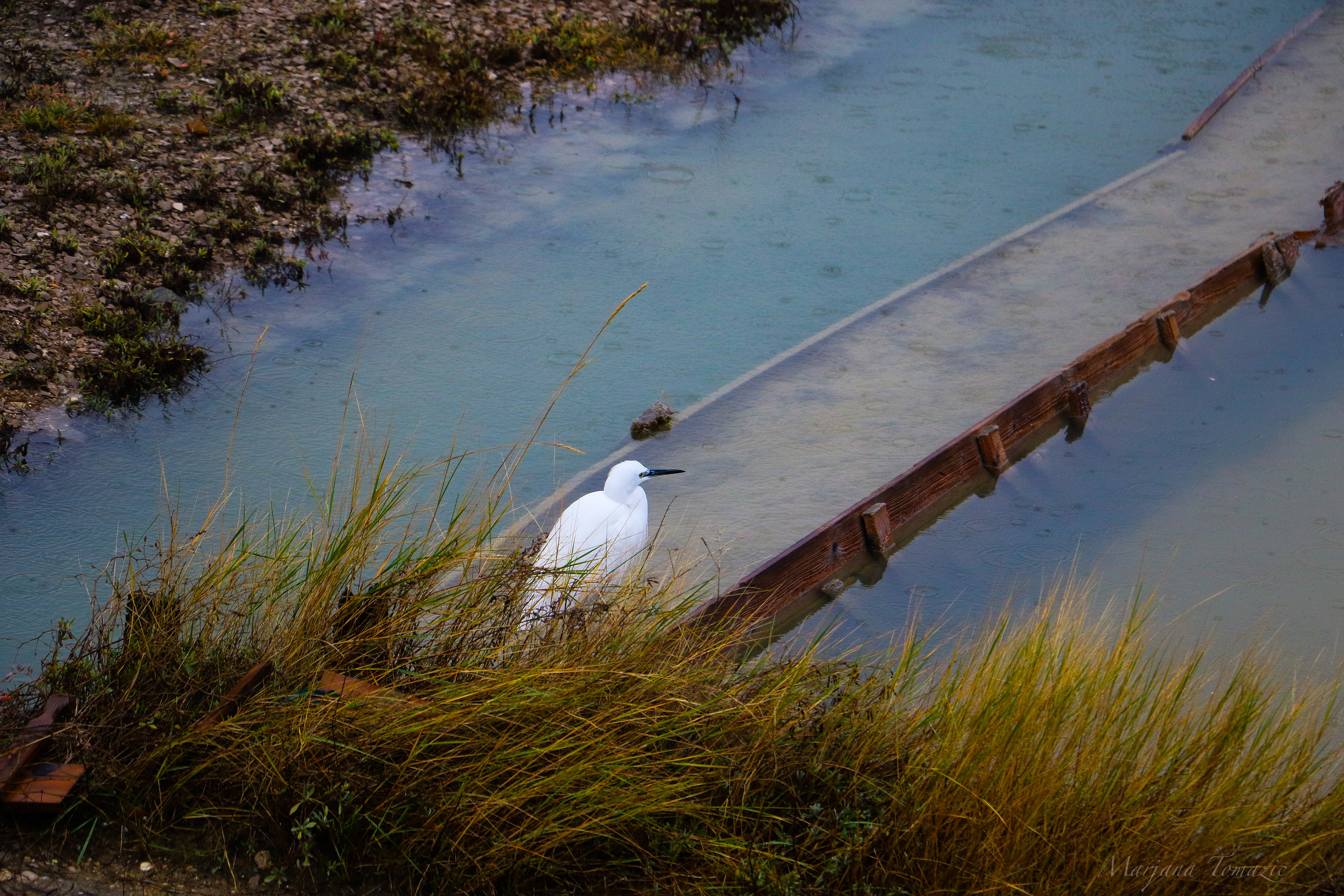 Little egret (Egretta garzetta)