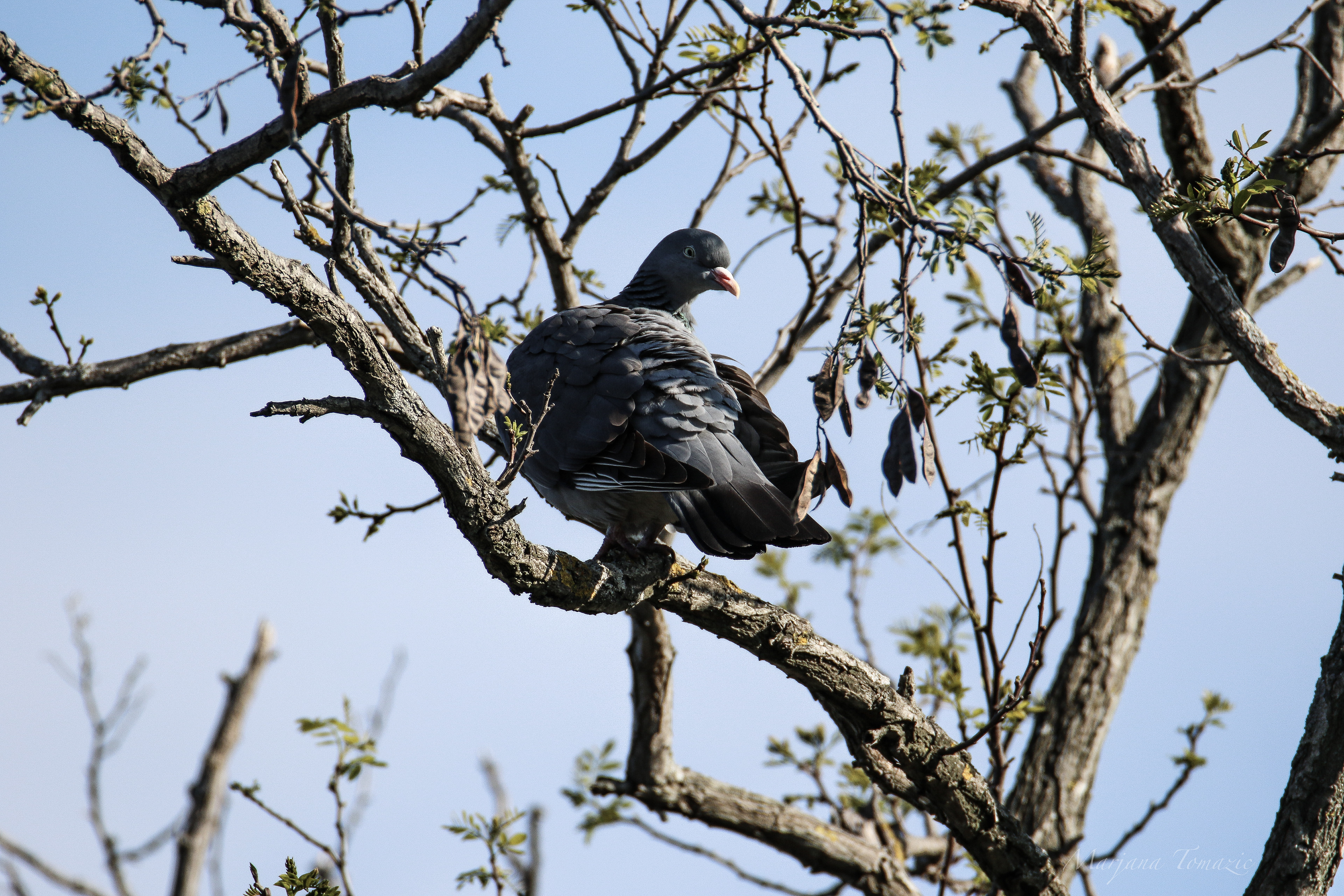 Common wood pigeon (Columba palumbus)