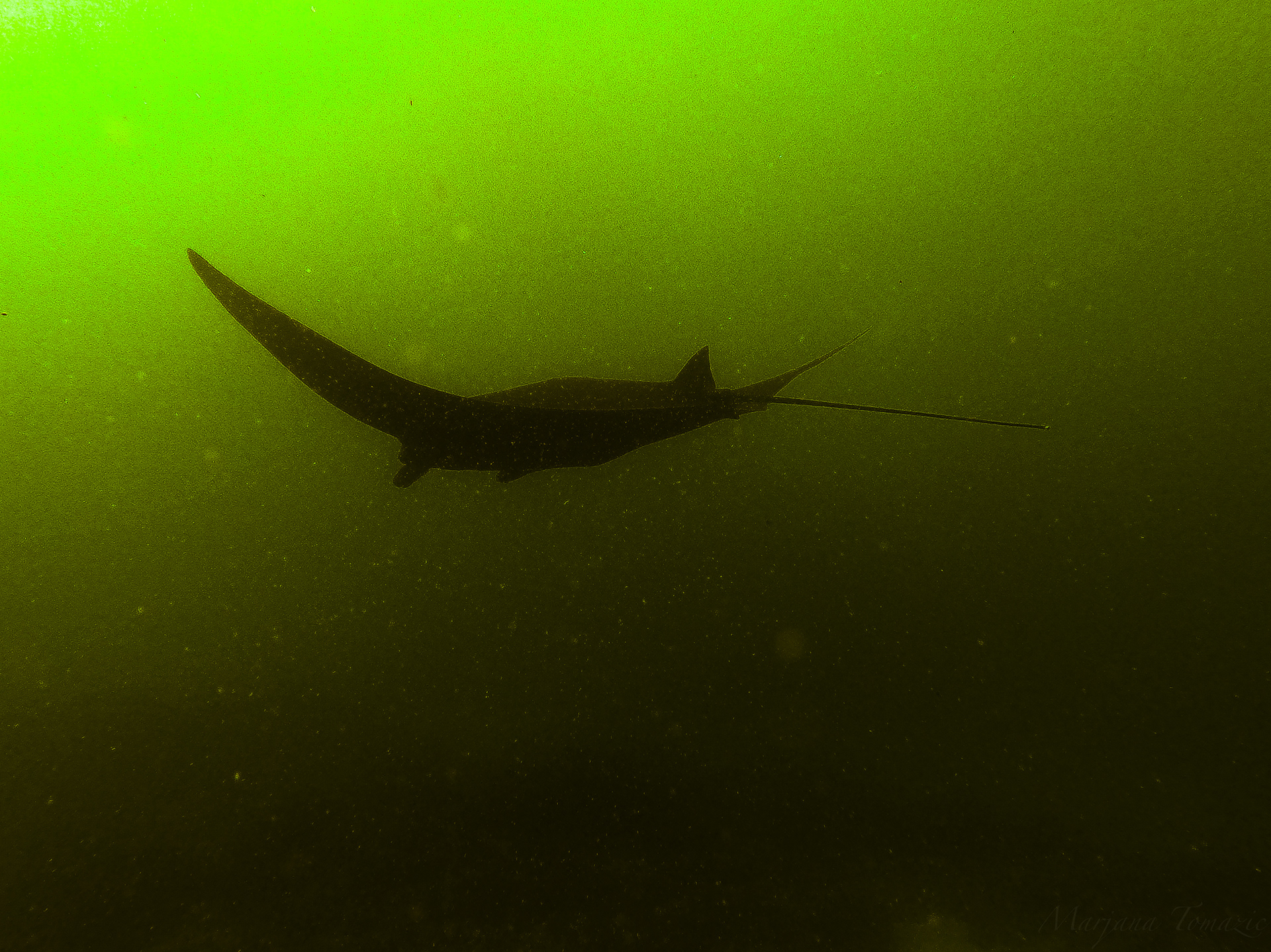 Manta ray (Mobula sp.) 