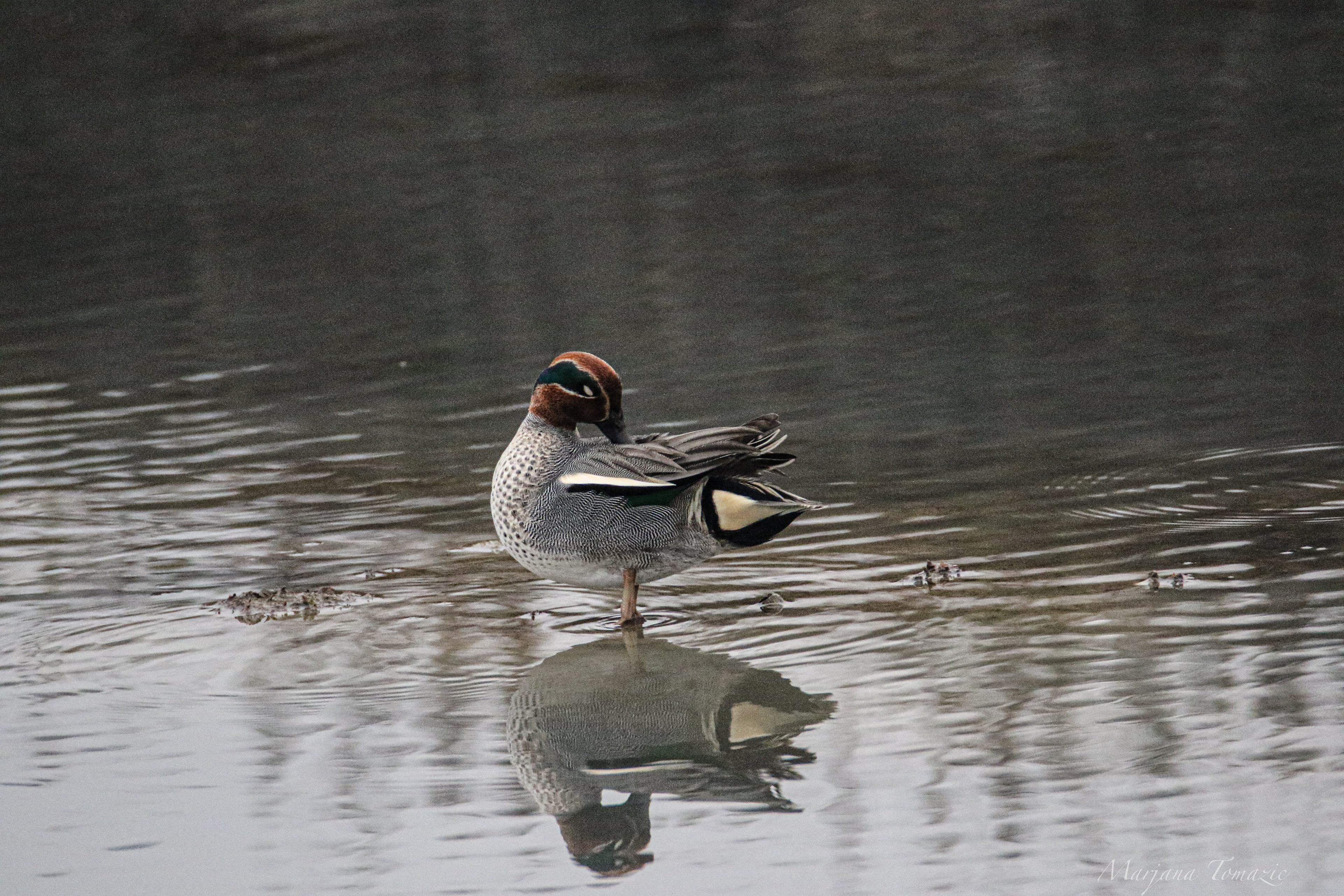 Eurasian teal (Anas crecca)