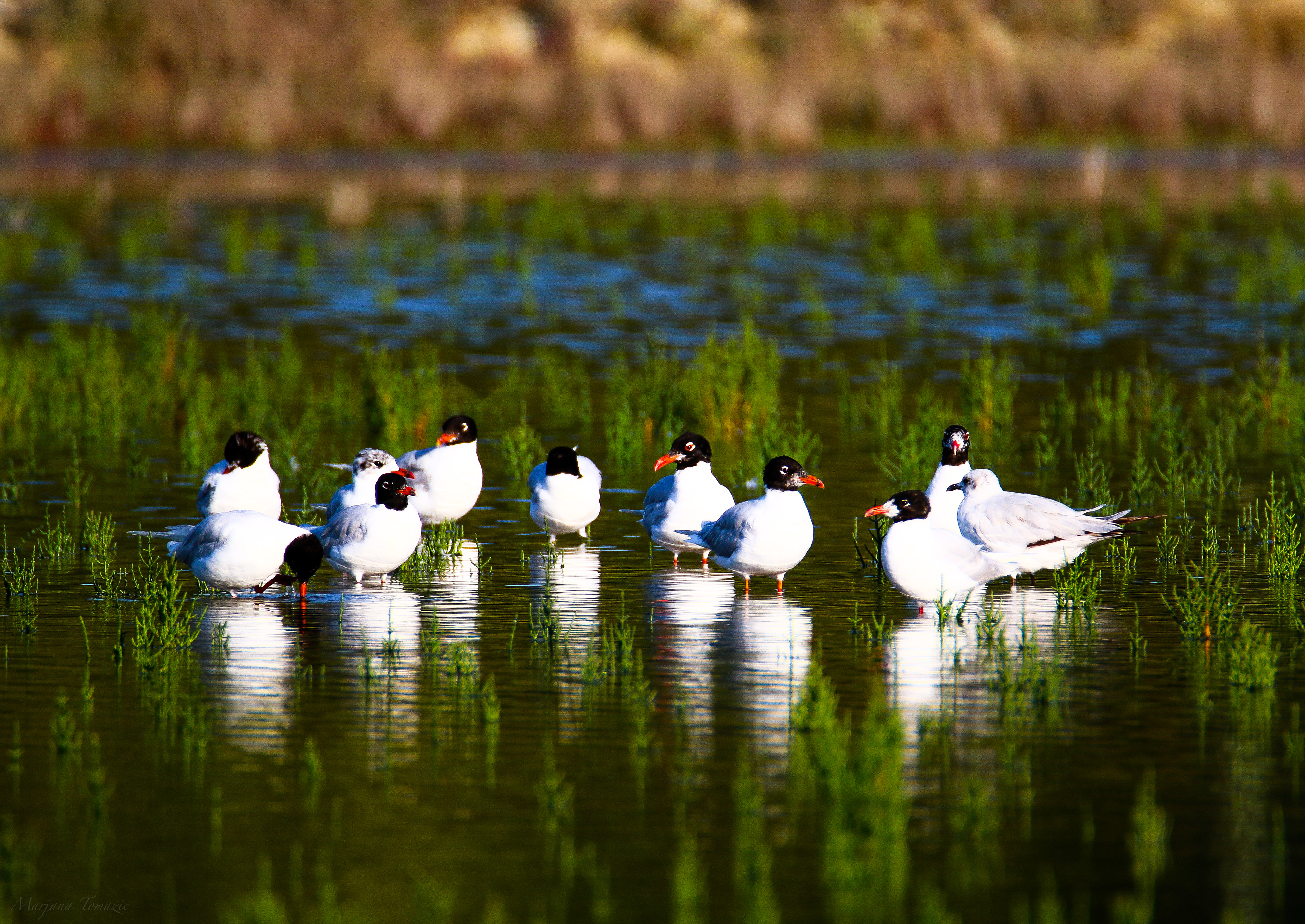 Mediterranean gulls (Ichthyaetus melanocephalus)