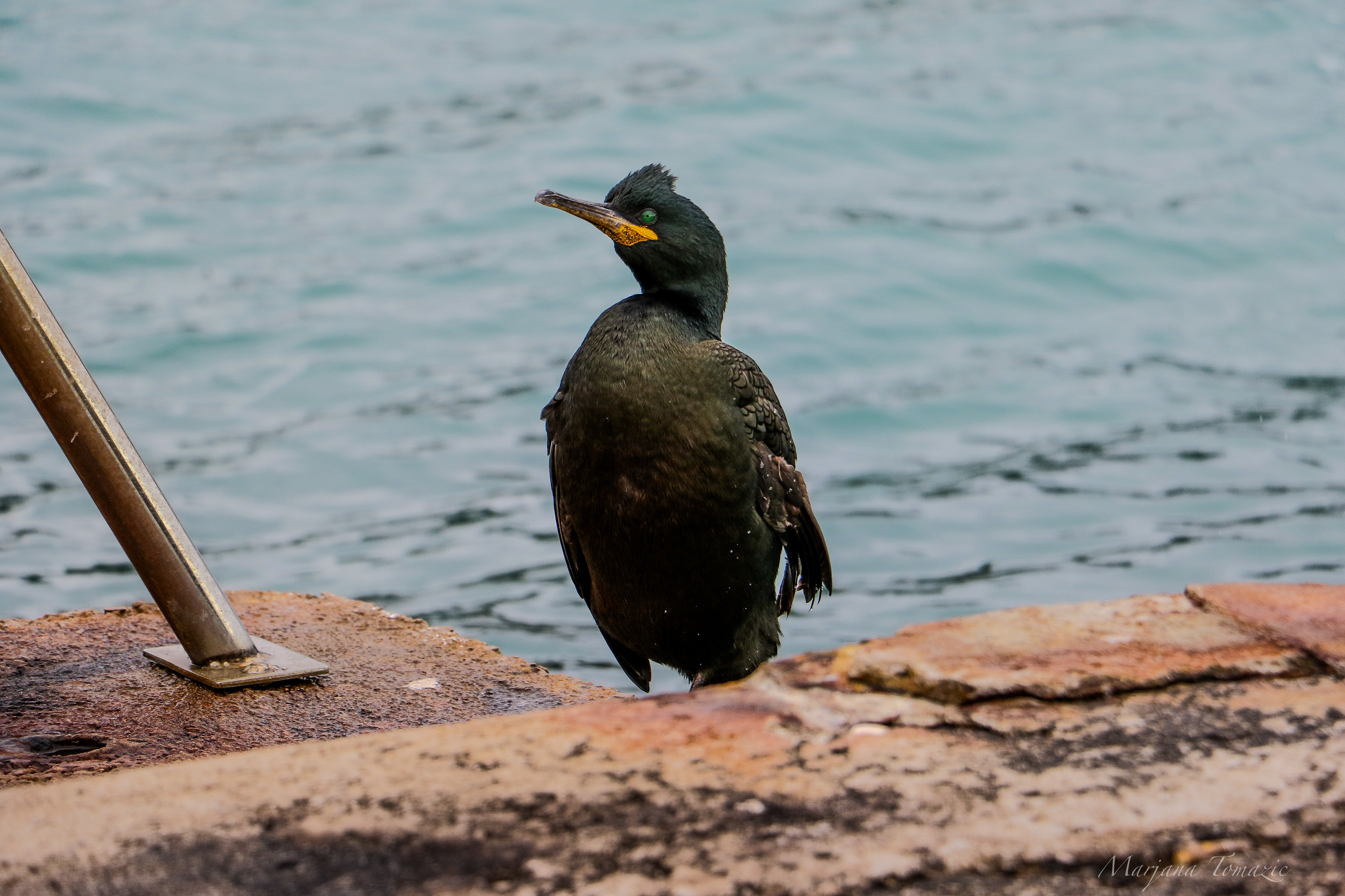 Mediterranean Shag (Gulosus aristotelis desmarestii)