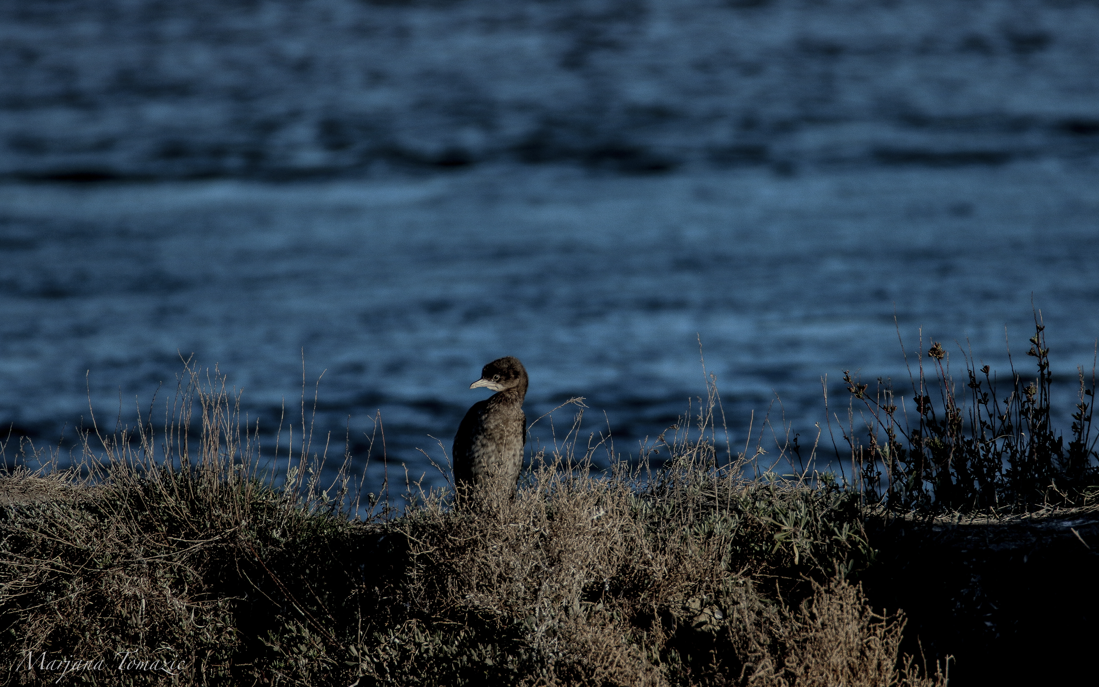 Pygmy cormorant (Microcarbo pygmaeus)