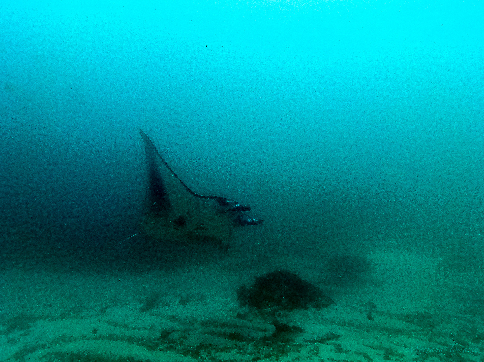 Manta ray (Mobula sp.) 
