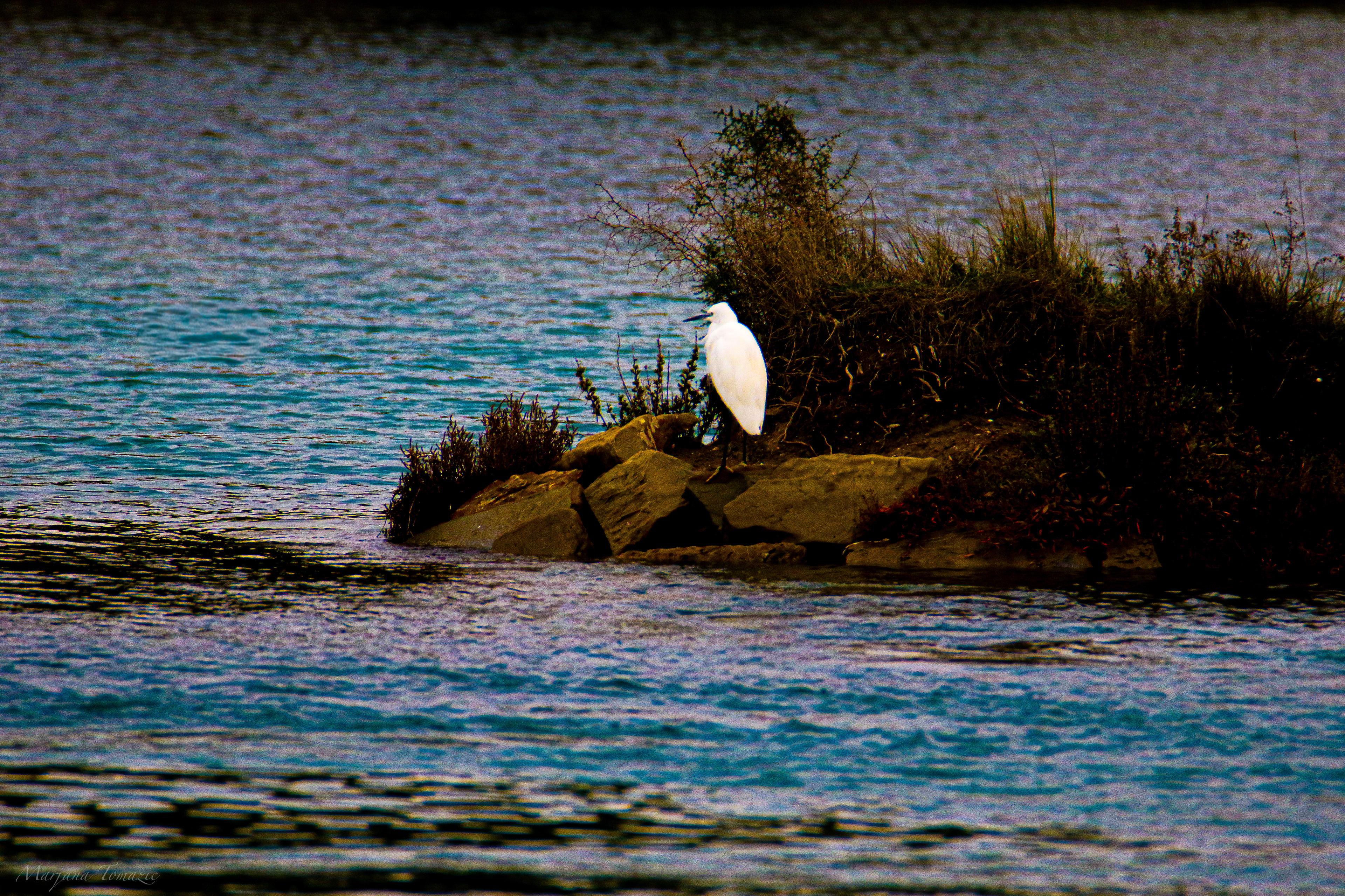 Little egret (Egretta garzetta)