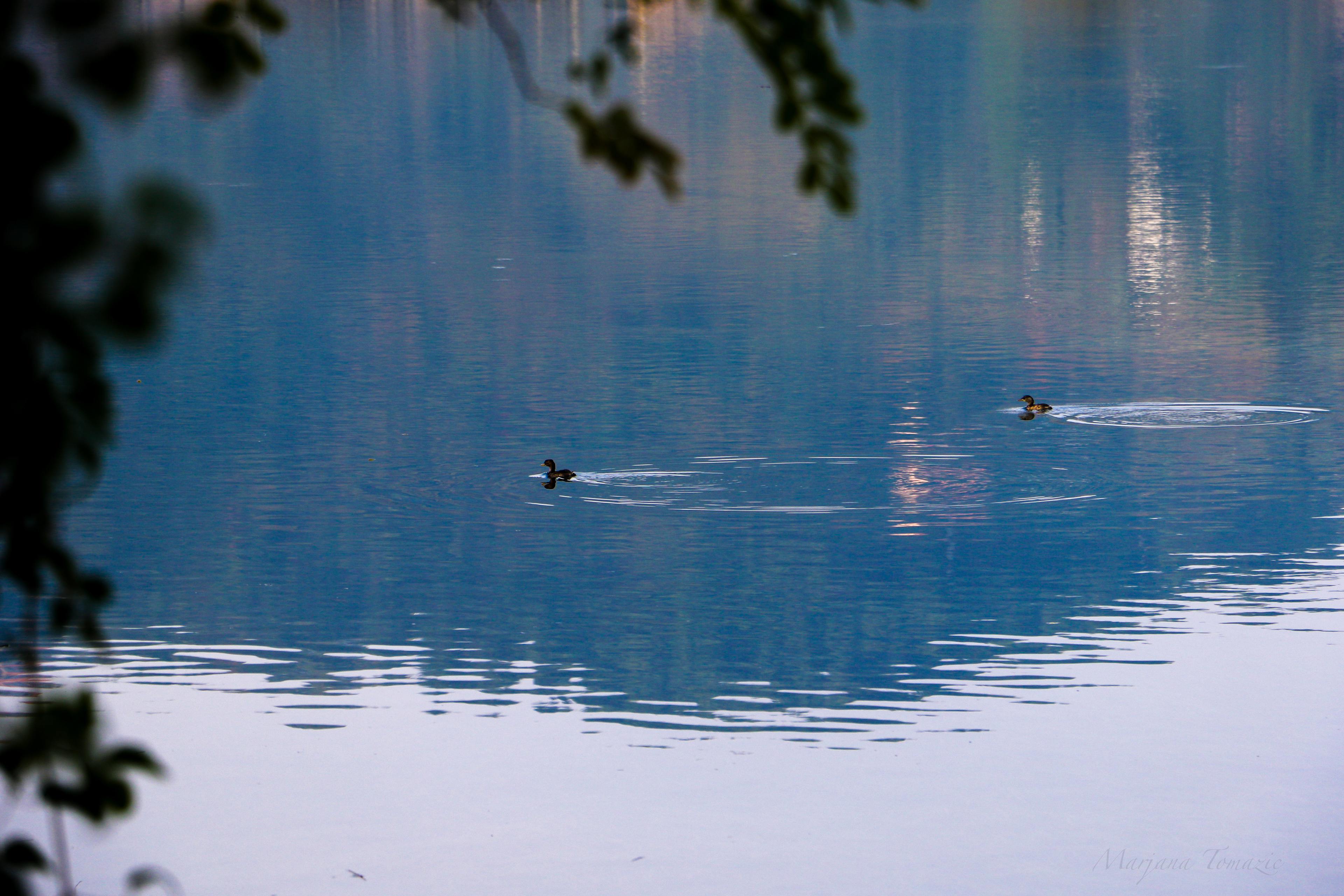 Little Grebes (Tachybaptus ruficollis)
