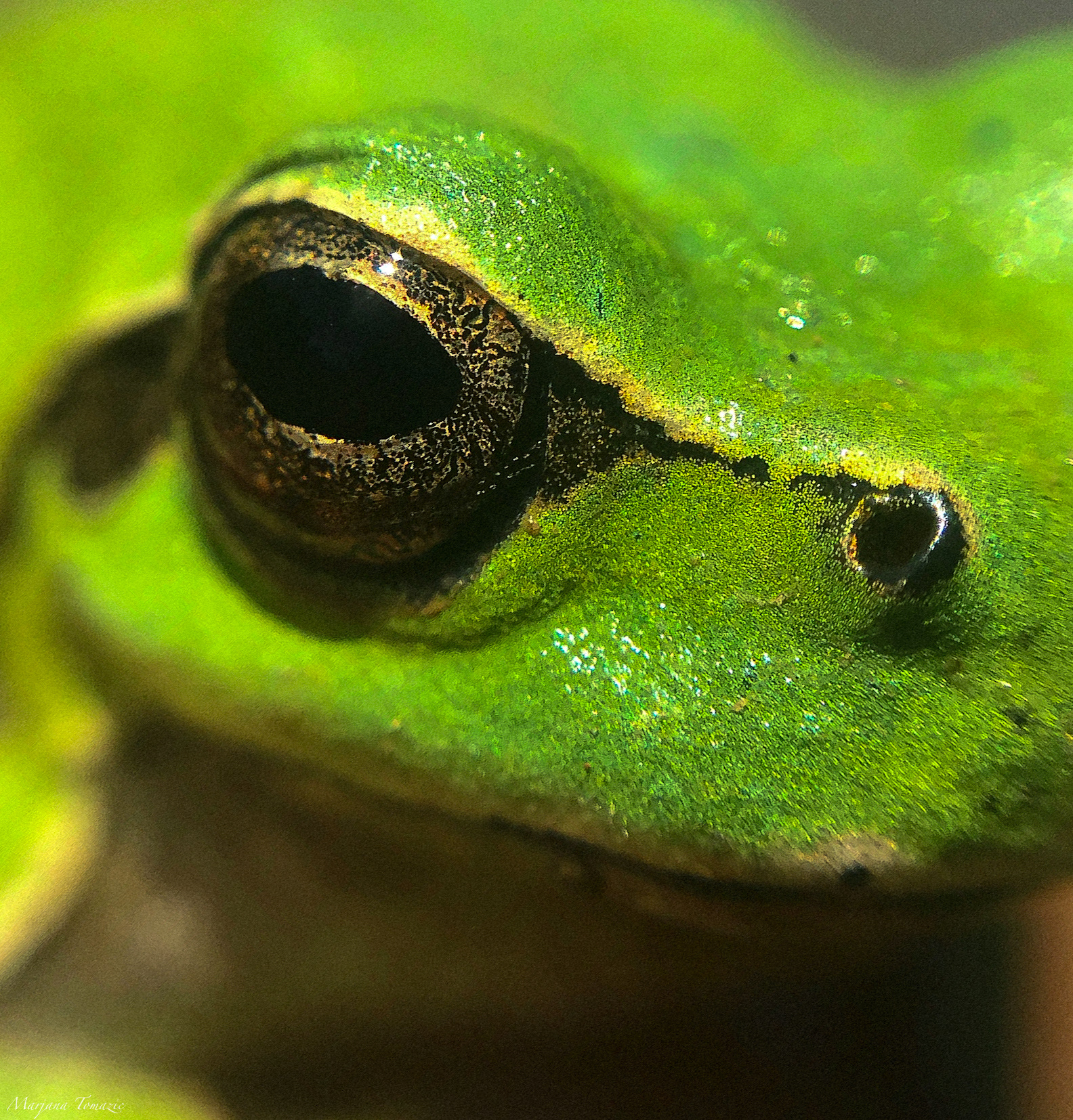 European tree frog (Hyla arborea)