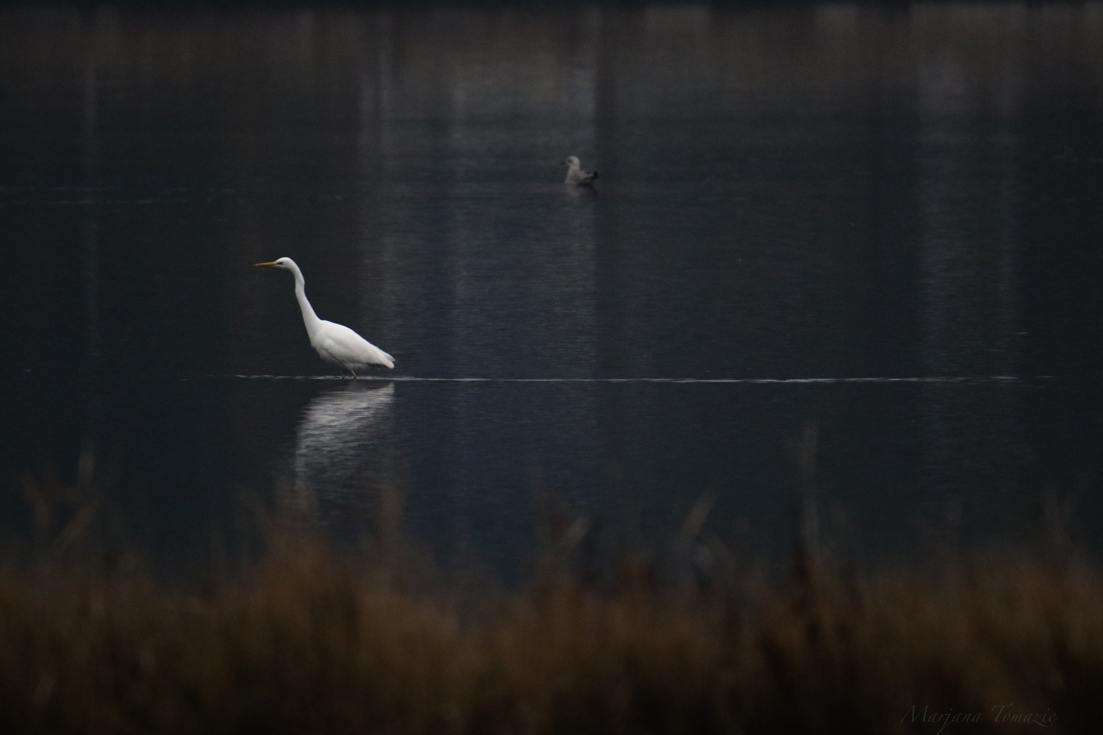 Great egret (Ardea alba)