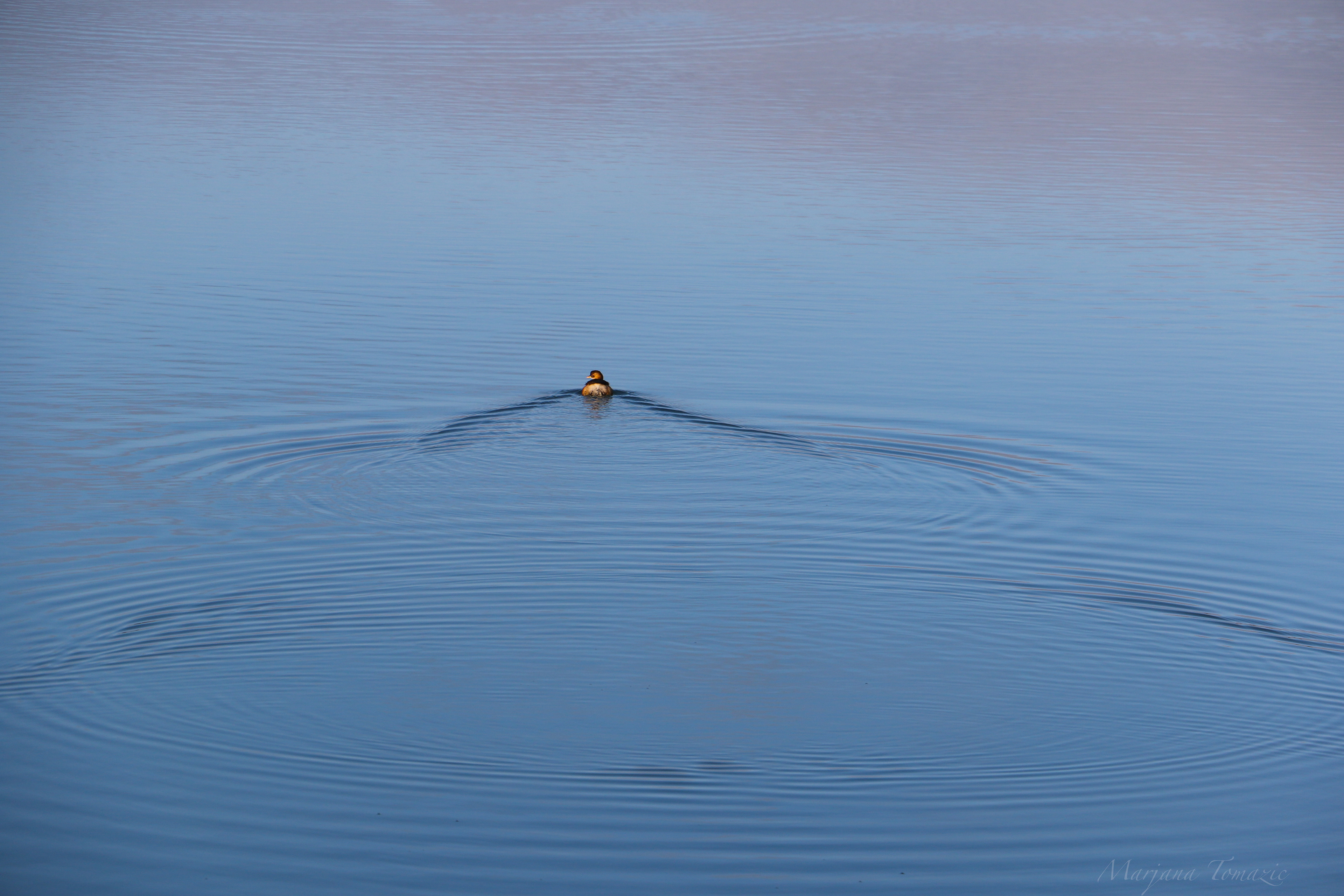 Little grebe (Tachybaptus ruficollis)