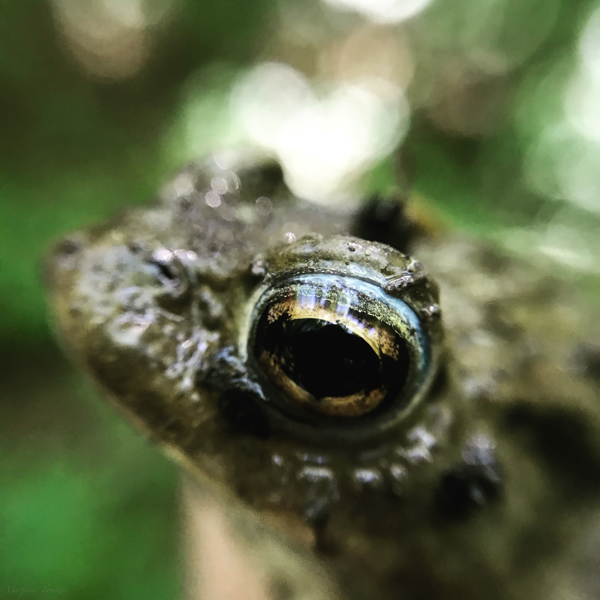 Common toad (Bufo bufo)