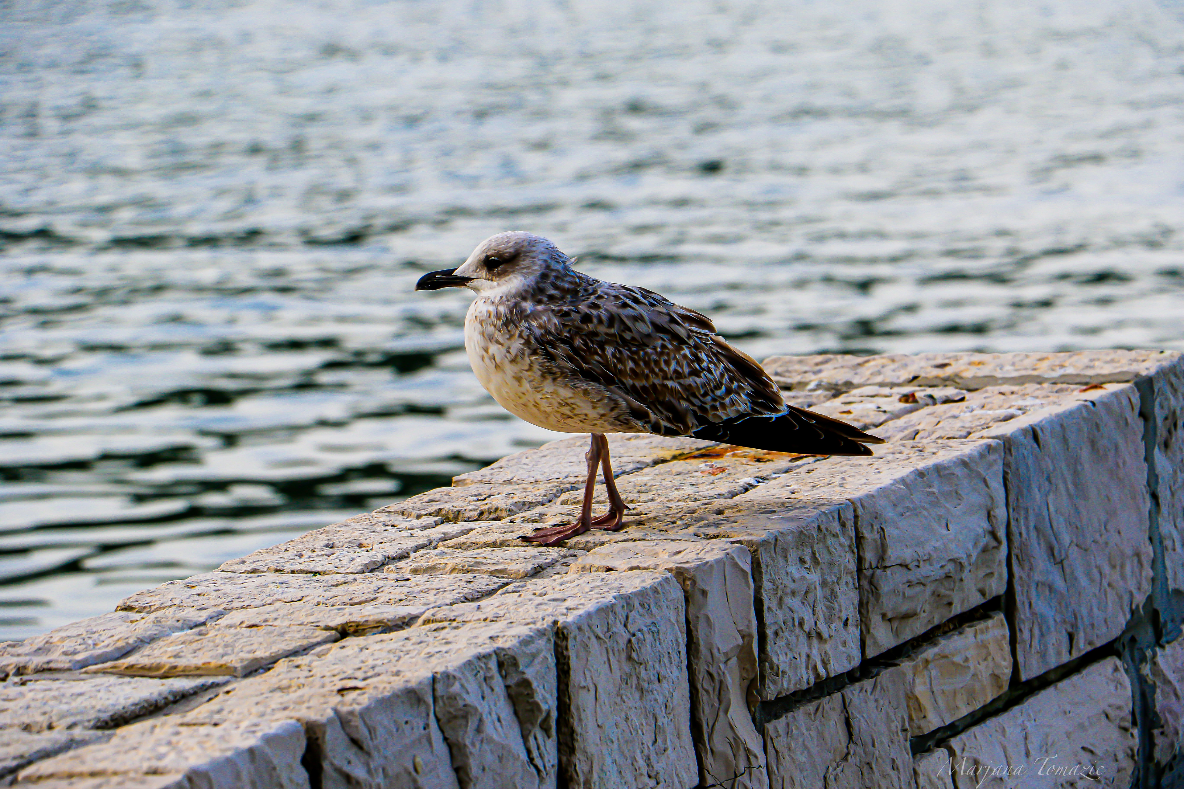 Yellow-legged gull (Larus michahellis)