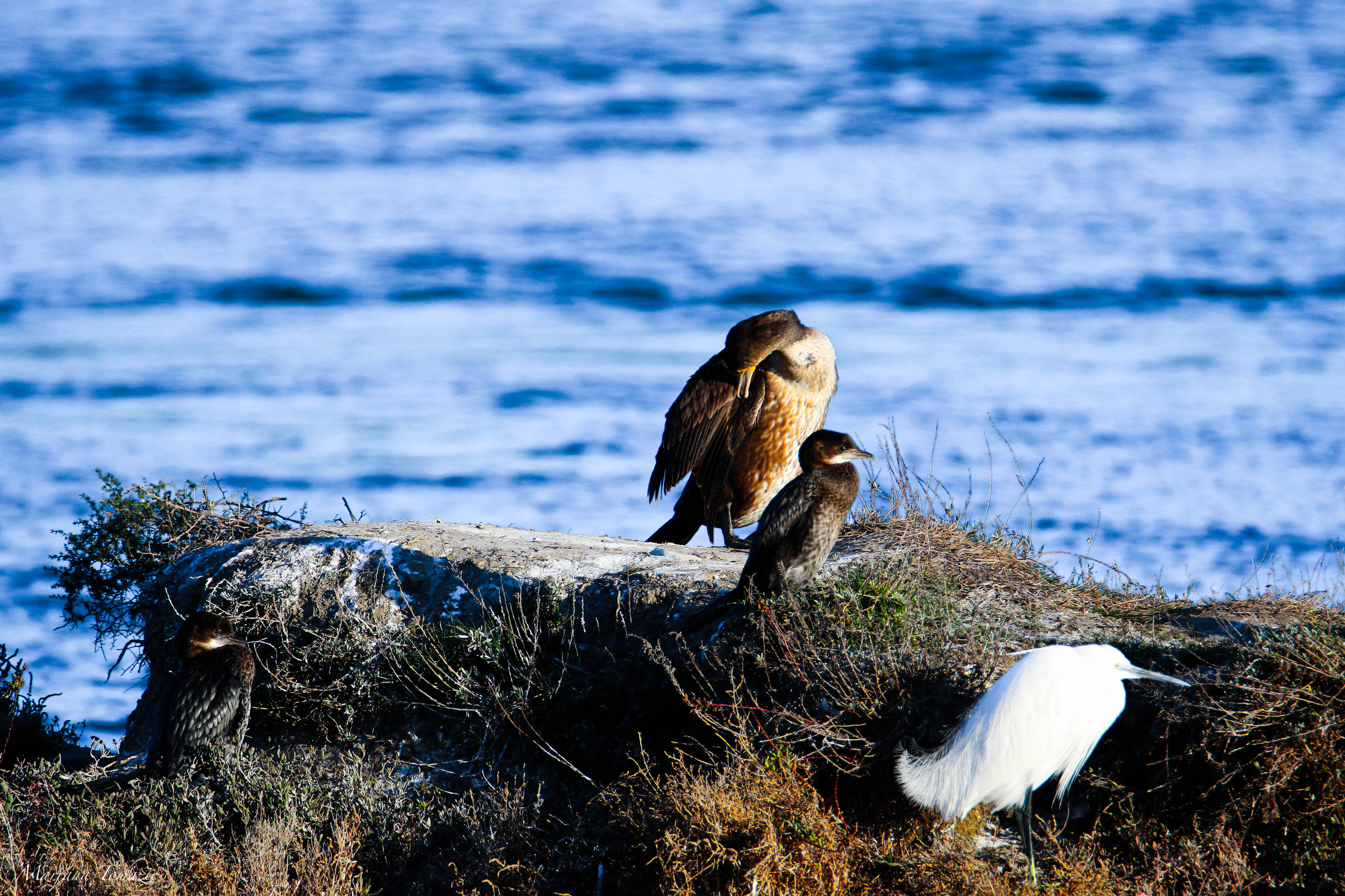 Great cormorant (Phalacrocorax carbo), pygmy cormorant (Microcarbo pygmaeus) and a little egret (Egretta garzetta)