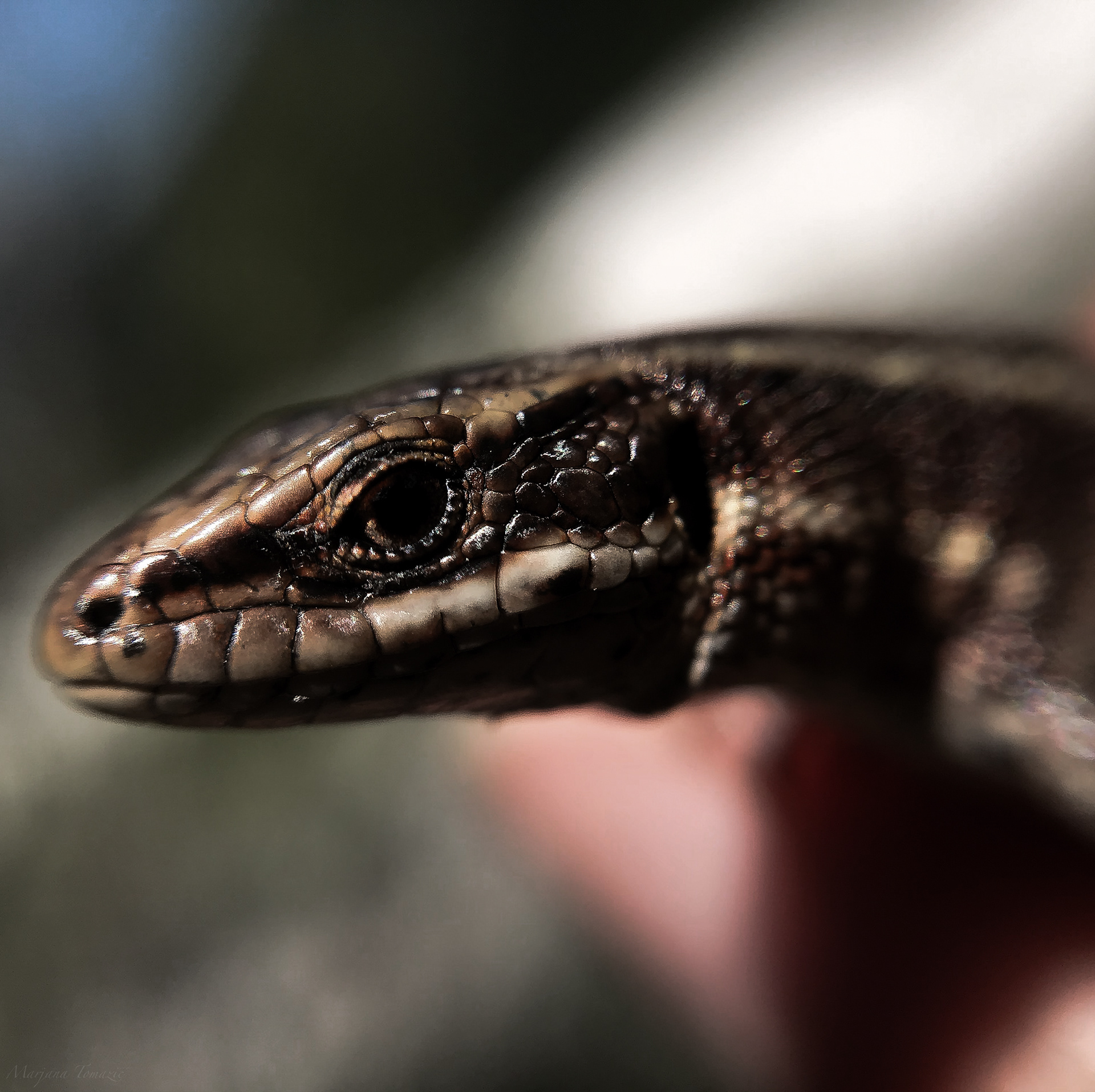 Common wall lizard (Podarcis muralis)