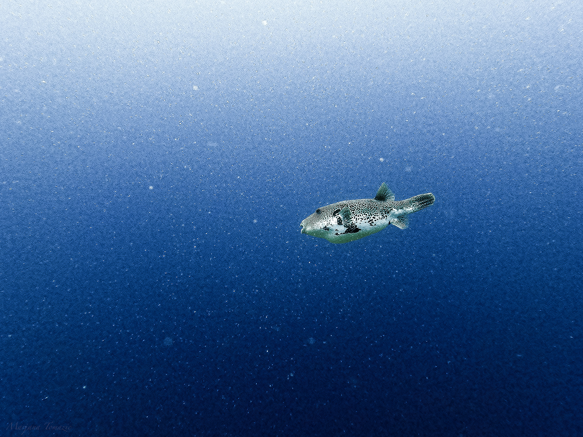 Starry puffer (Arothron stellatus)