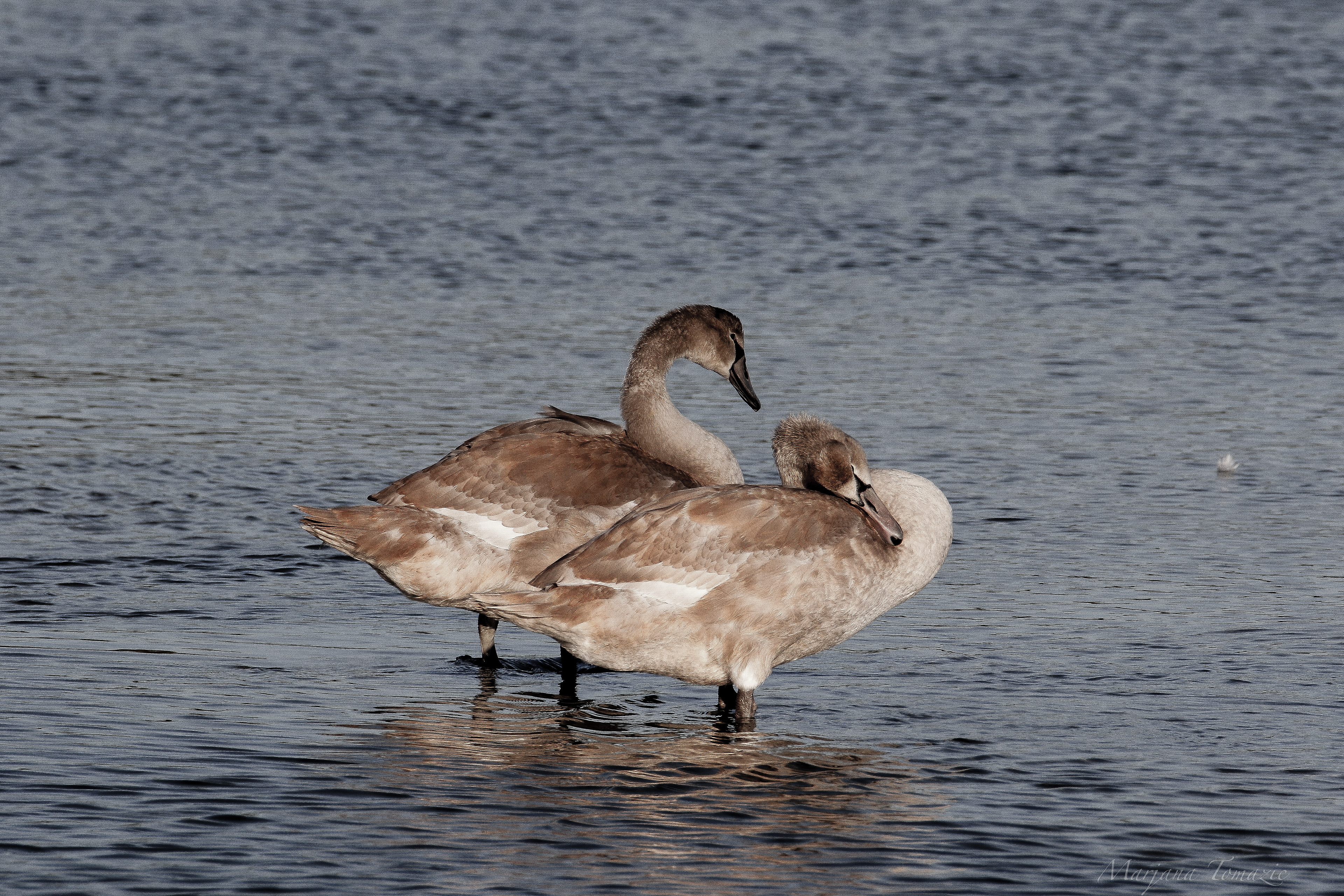 Mute swans (Cygnus olor)